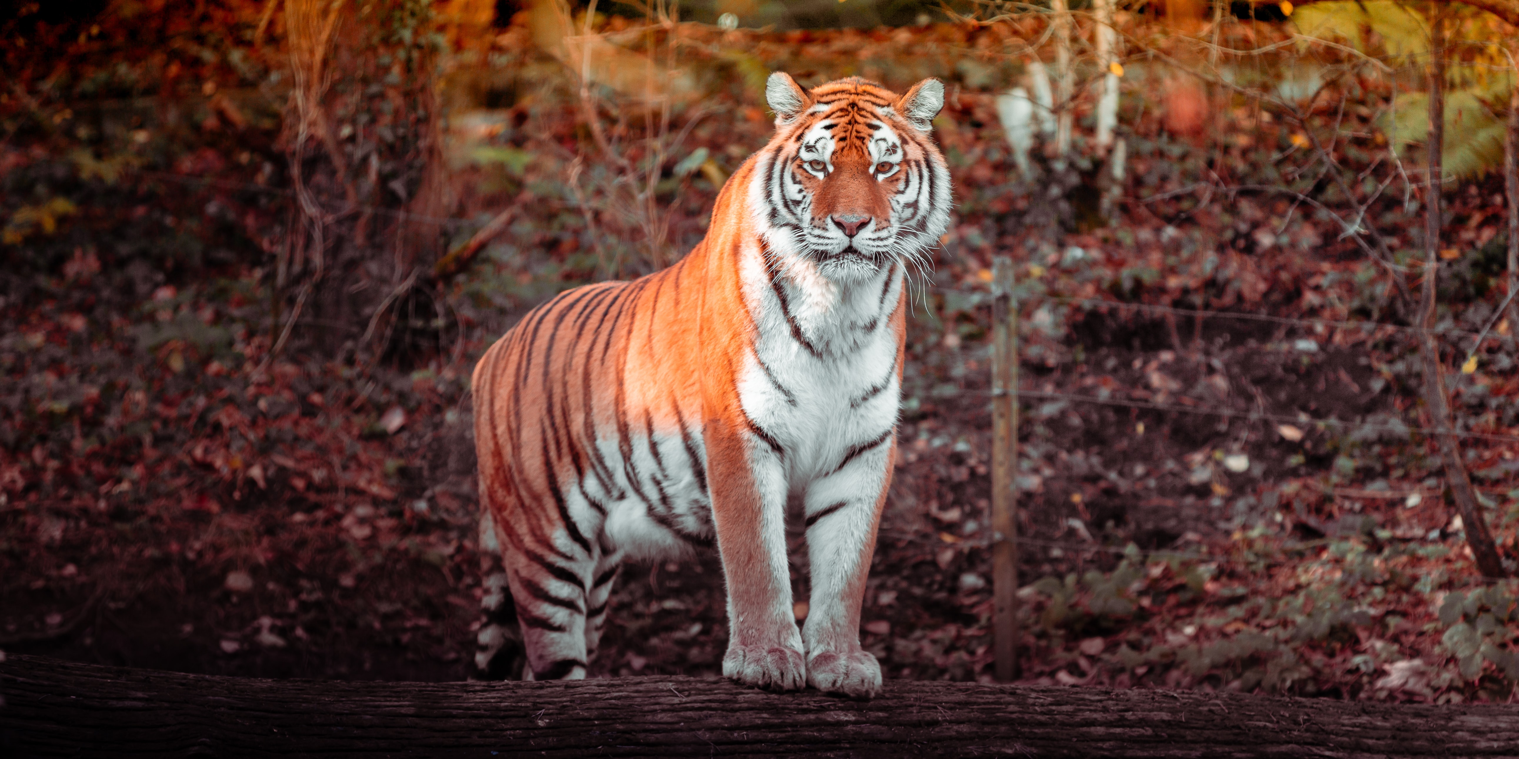 Download mobile wallpaper Animals, Animal, Predator, Big Cat, Tiger for free.