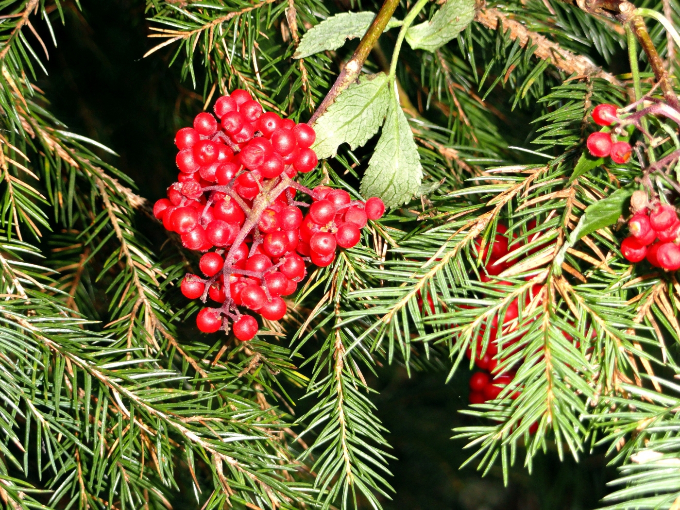 Download mobile wallpaper Fir Trees, Plants, Berries for free.