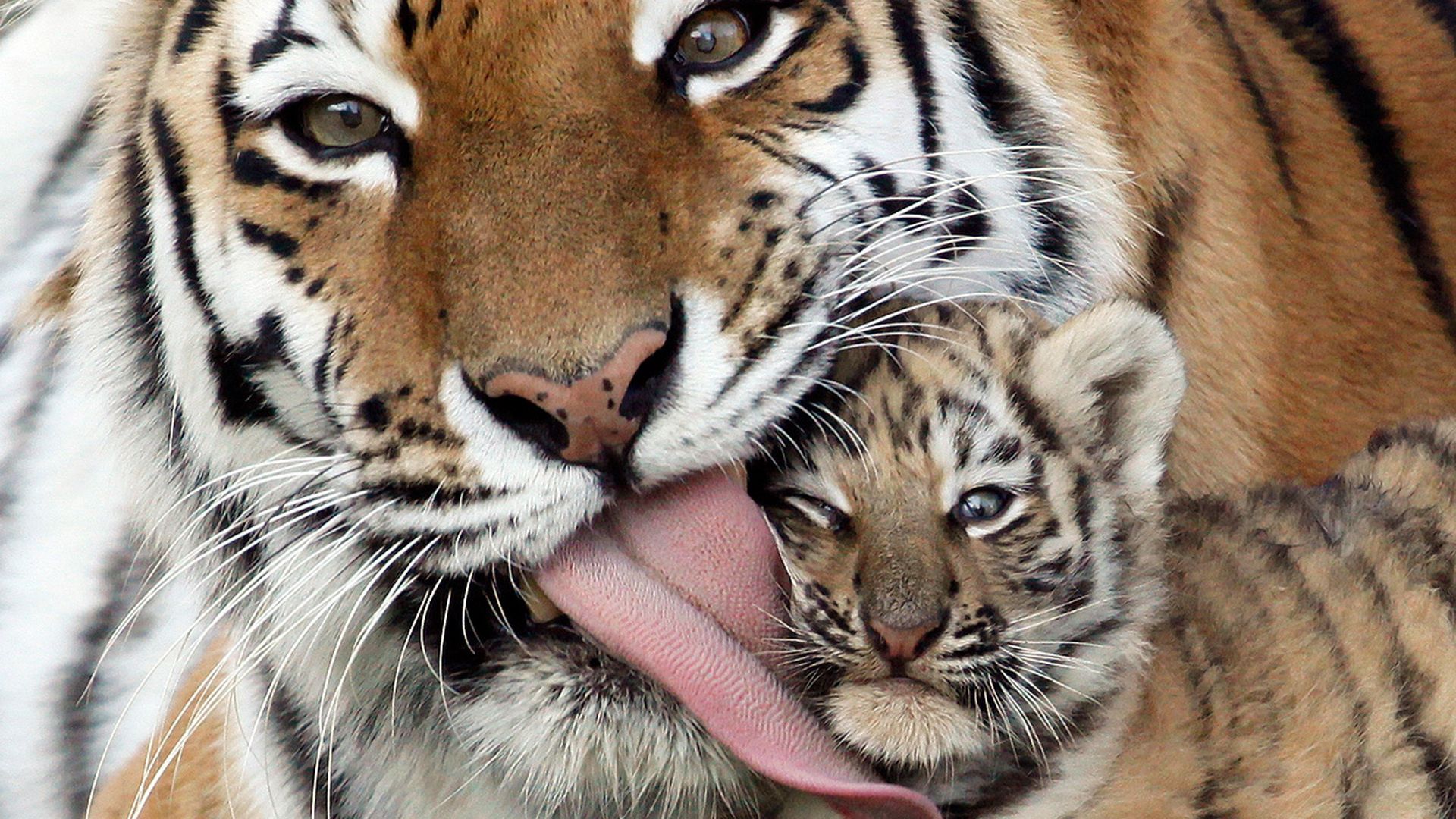 73603 baixar papel de parede animais, tigre, cuidado, língua, filhote de tigre, doninha - protetores de tela e imagens gratuitamente