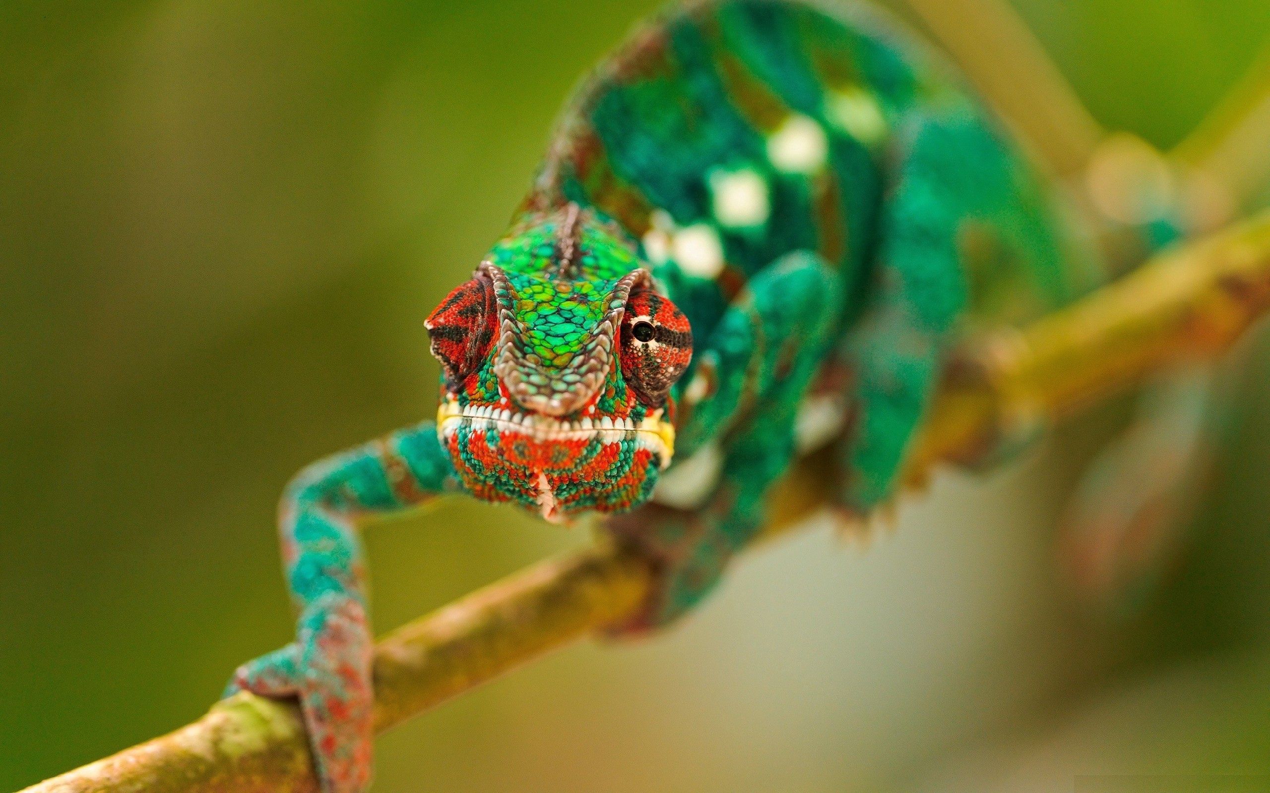 Download background animals, branch, chameleon, head, crawl, greased, smeared
