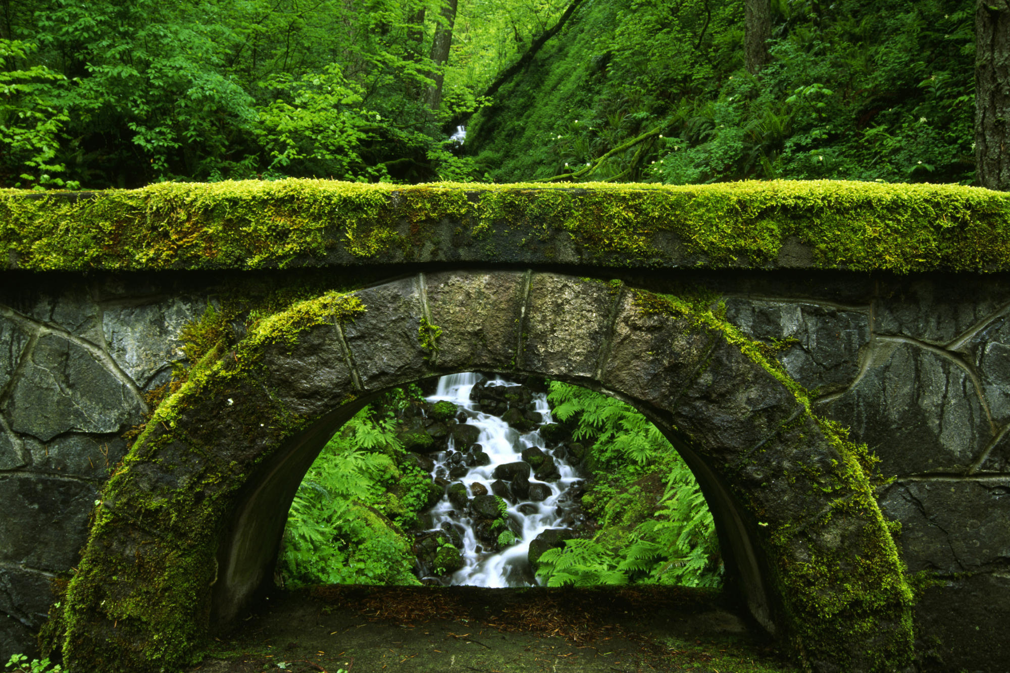 forest, moss, earth, stream, arch, stone UHD