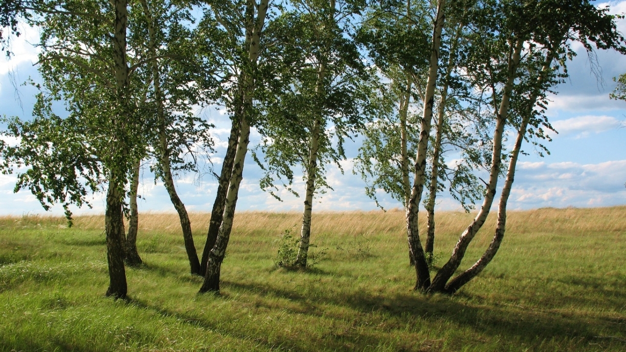 Download mobile wallpaper Birches, Landscape, Nature for free.