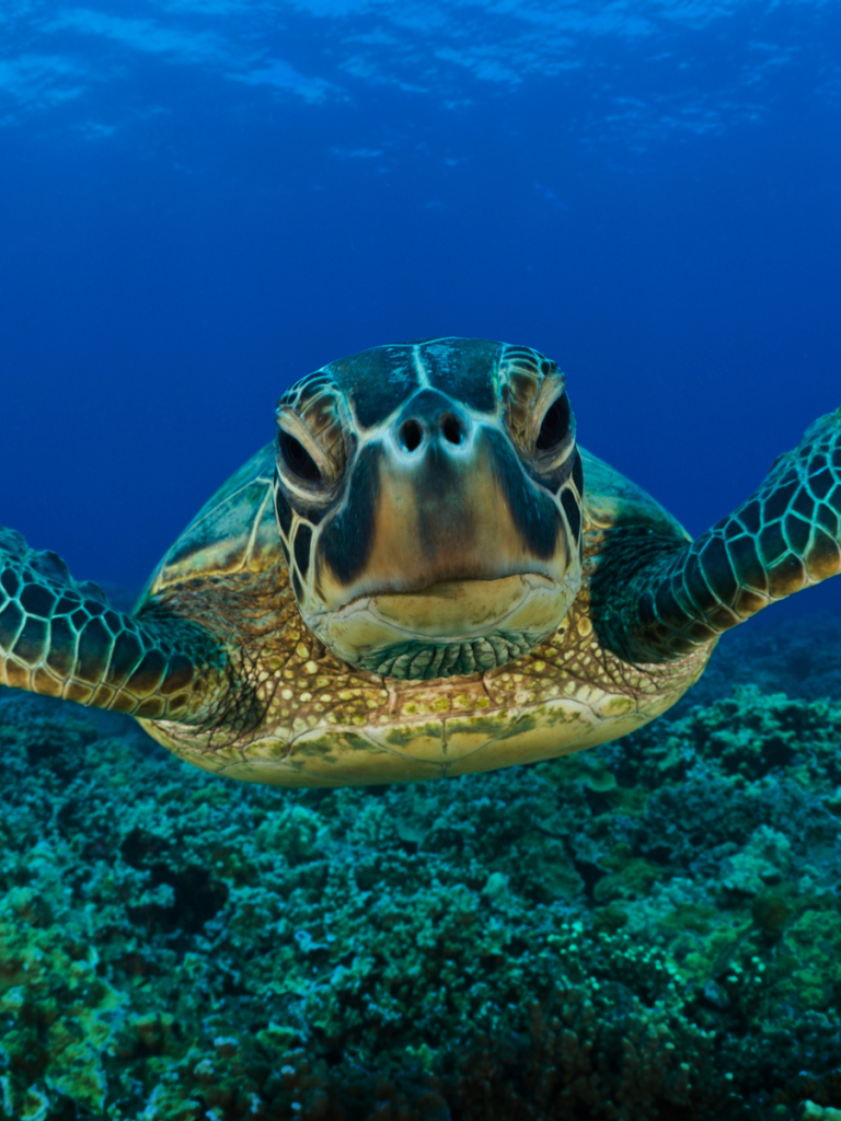 Download mobile wallpaper Turtles, Animal, Turtle, Sea Turtle for free.