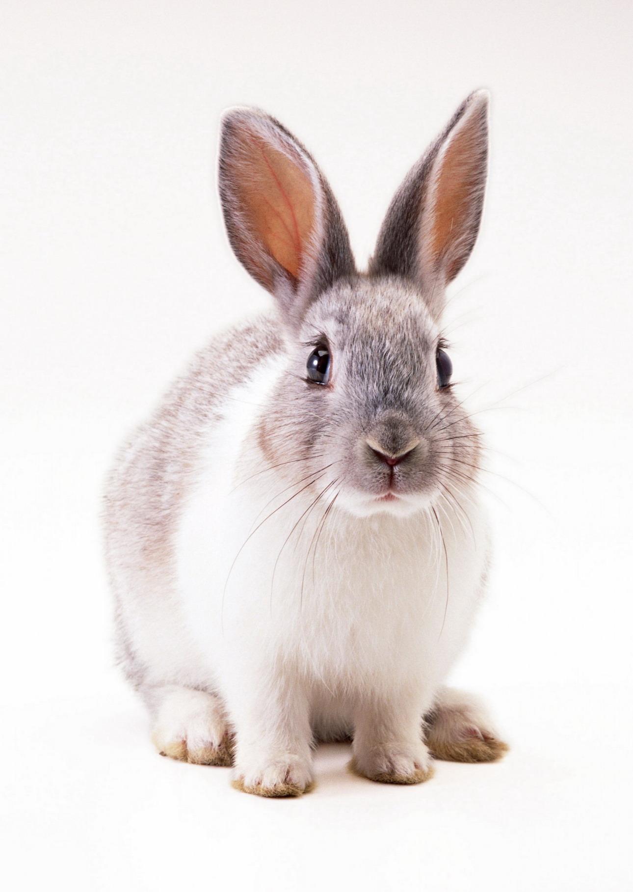 10761 免費下載壁紙 动物, 鼠害, 兔, 白色 屏保和圖片