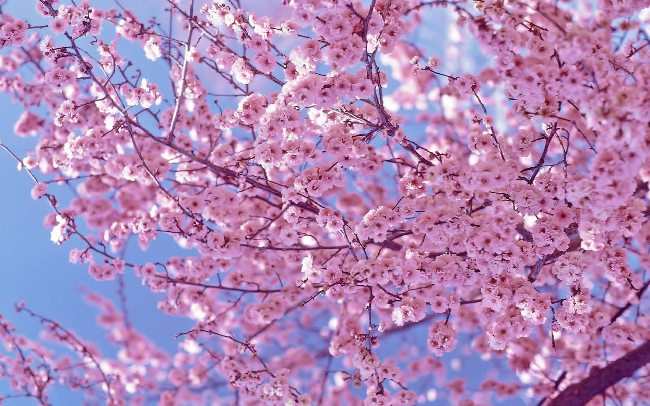 HD desktop wallpaper: Earth, Blossom download free picture #1494547