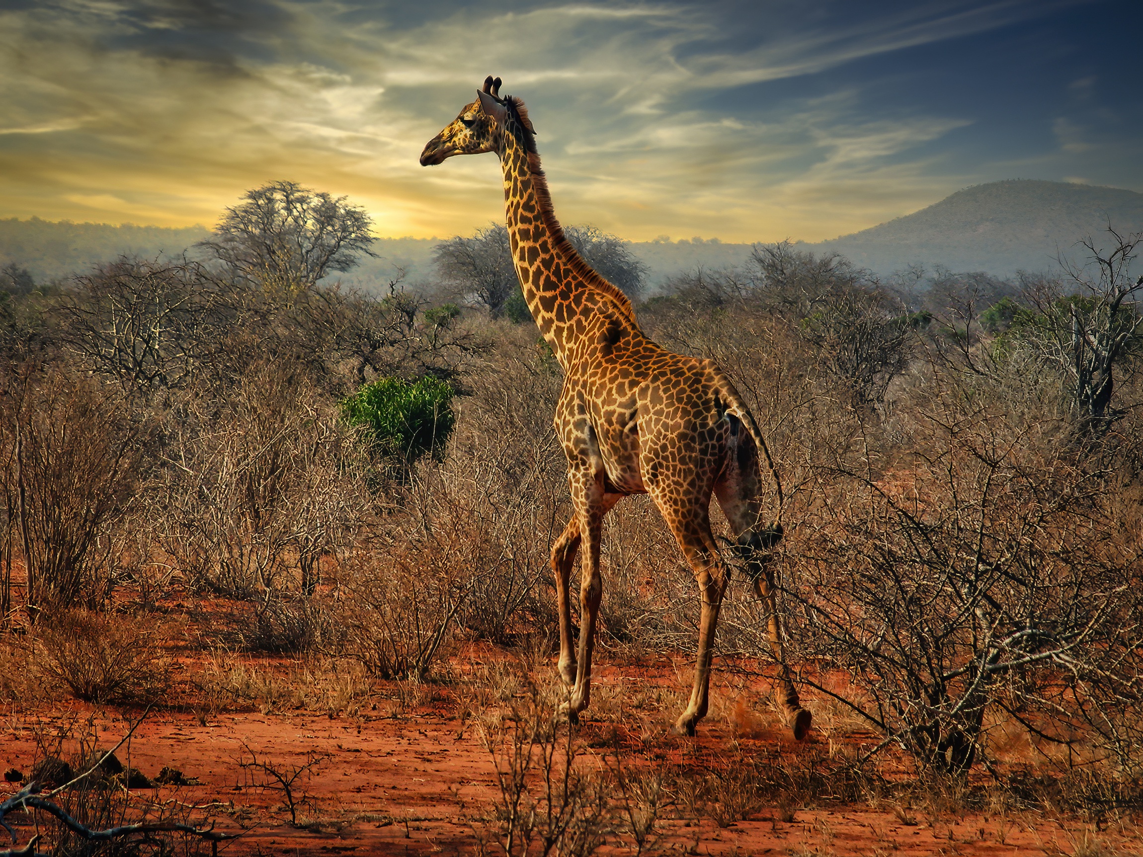 Cuanto tiempo viven las jirafas