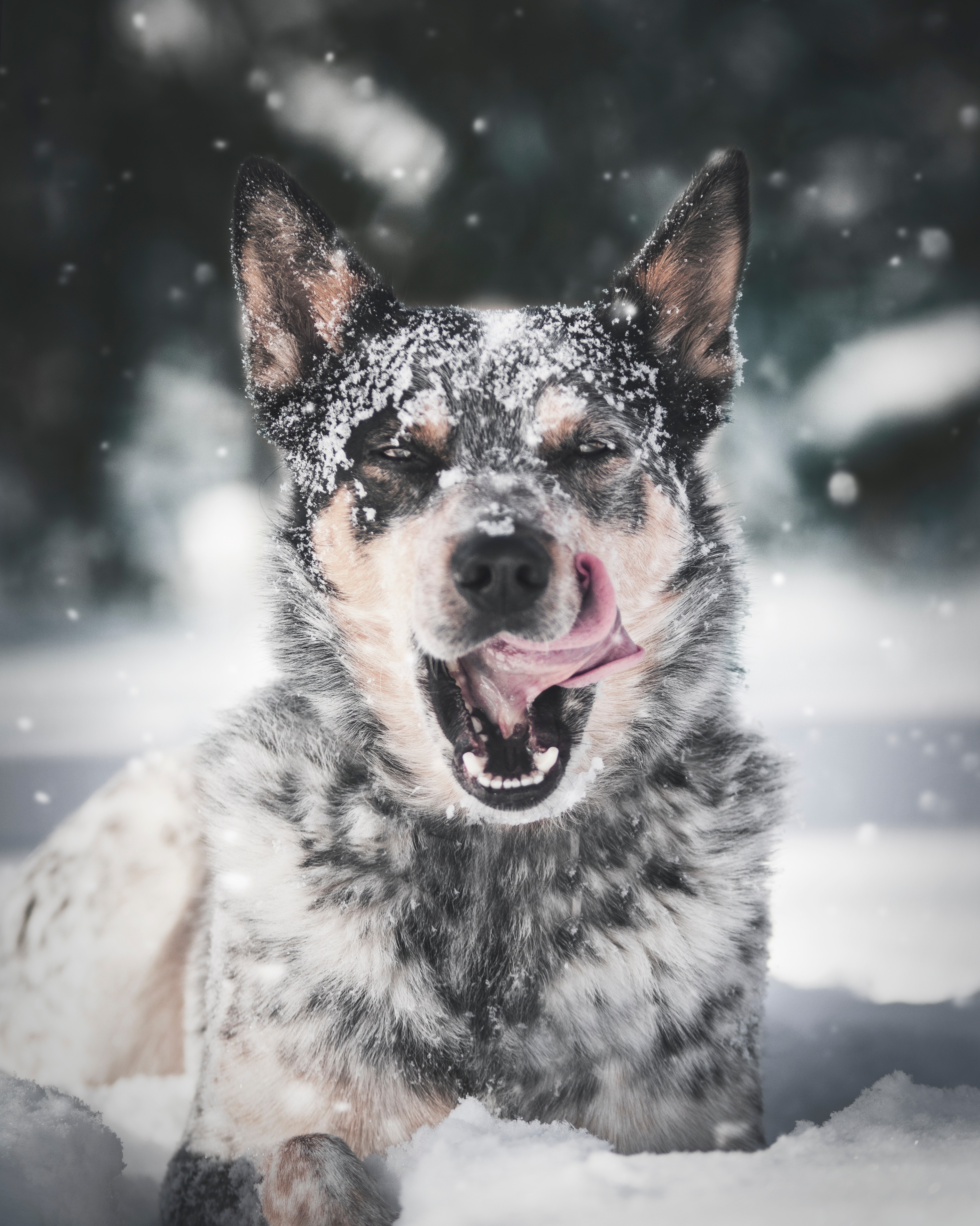 Free download wallpaper Protruding Tongue, Tongue Stuck Out, Snow, Dog, Animals on your PC desktop