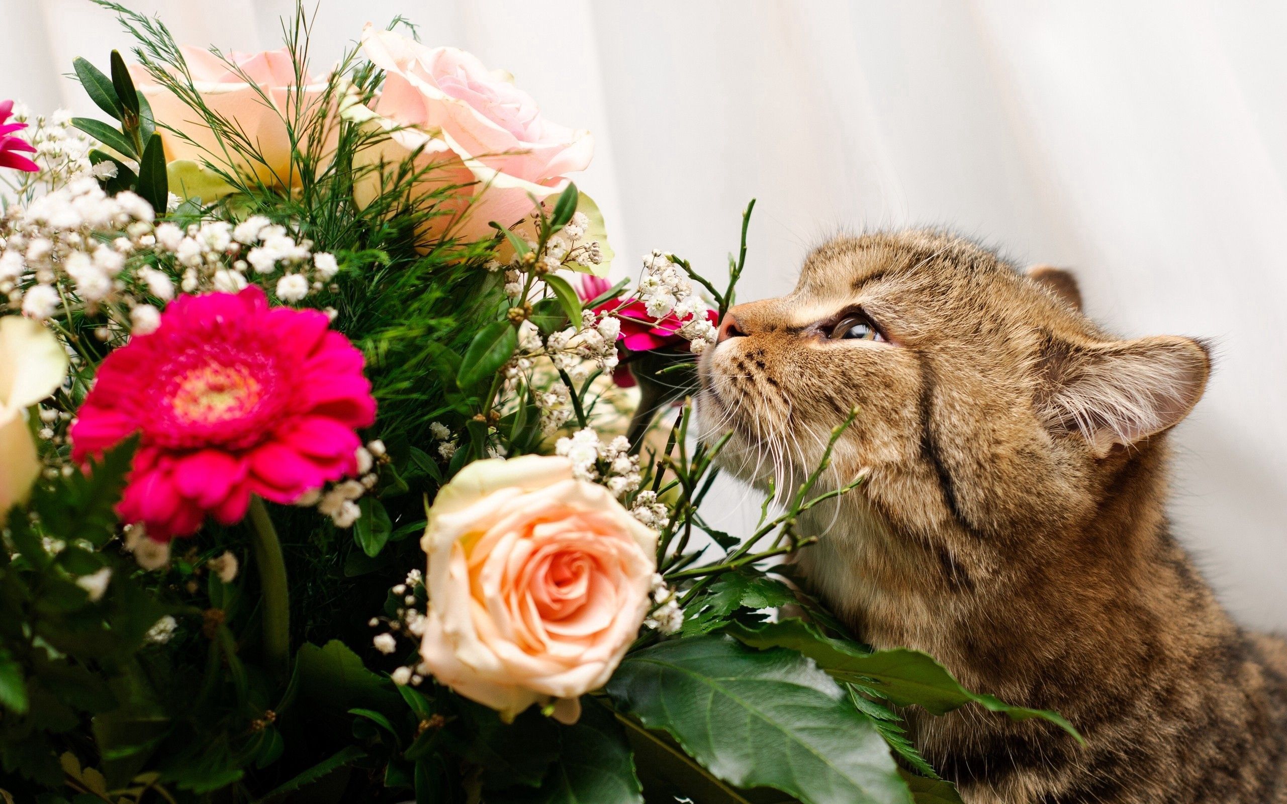 Full HD cat, animals, roses, muzzle, bouquet, to sniff, smell