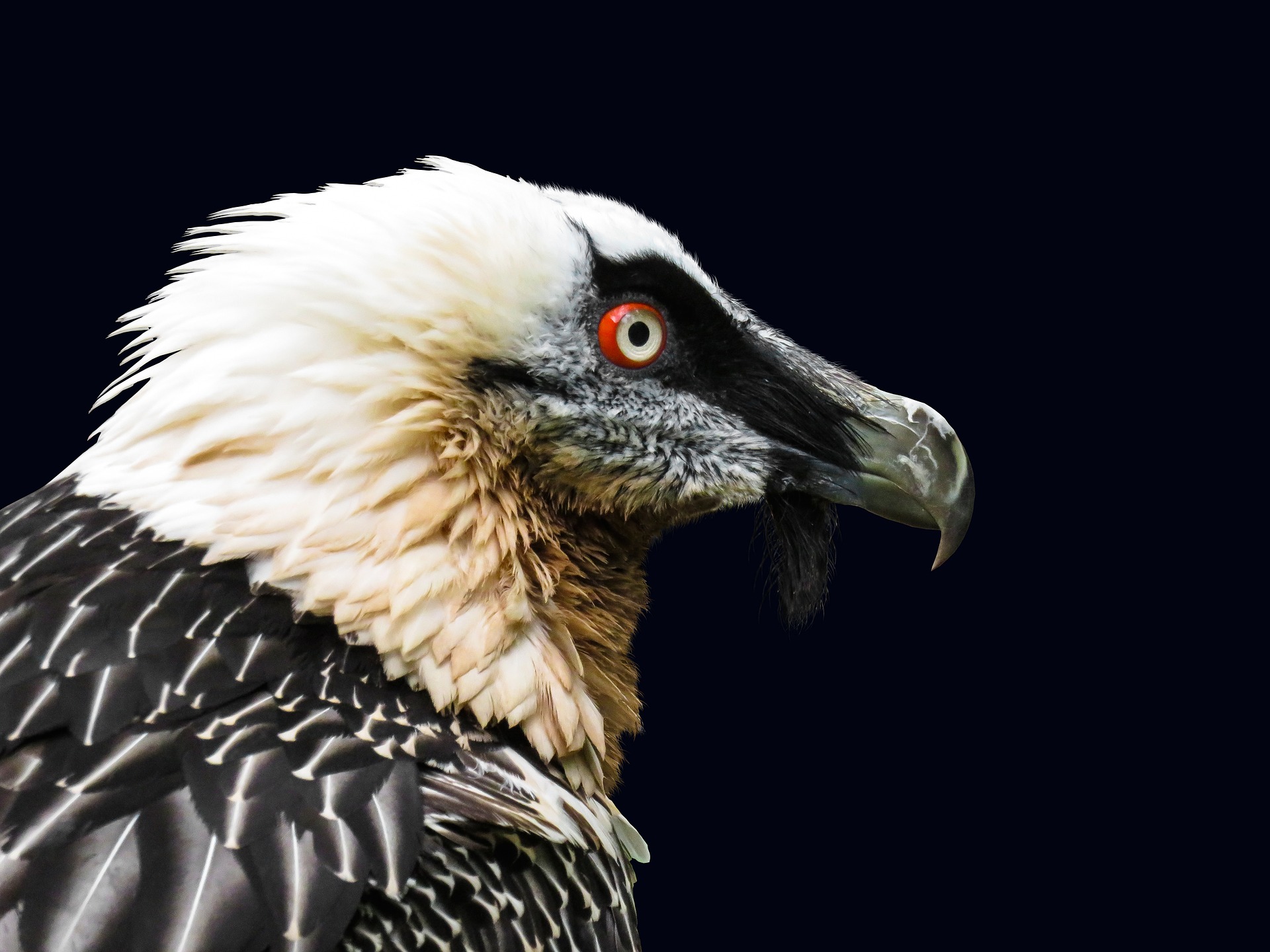 animal, vulture, bearded vulture, bird of prey, bird, portrait, birds Image for desktop