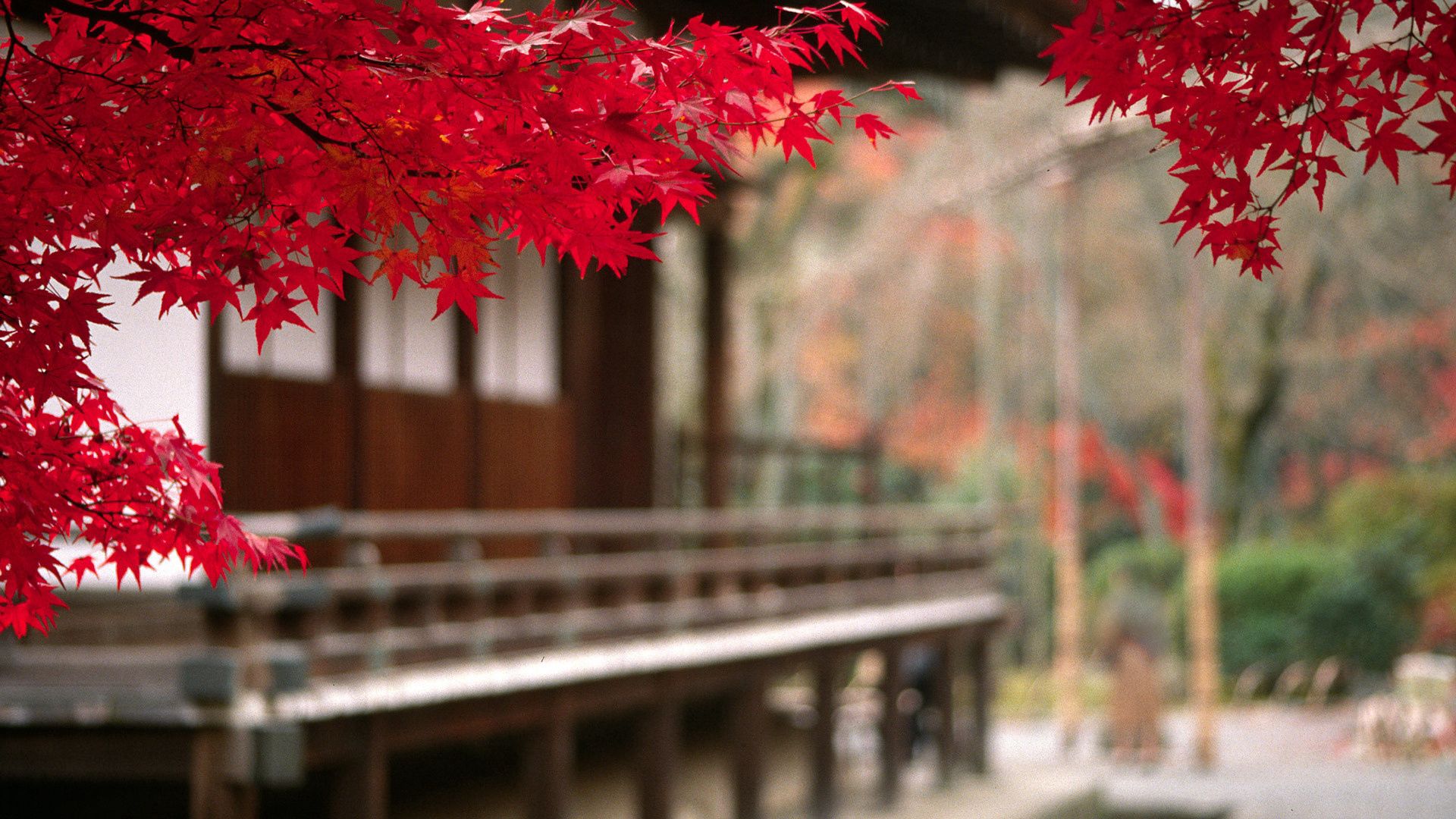 autumn, nature, leaves, red, courtyard, foreground