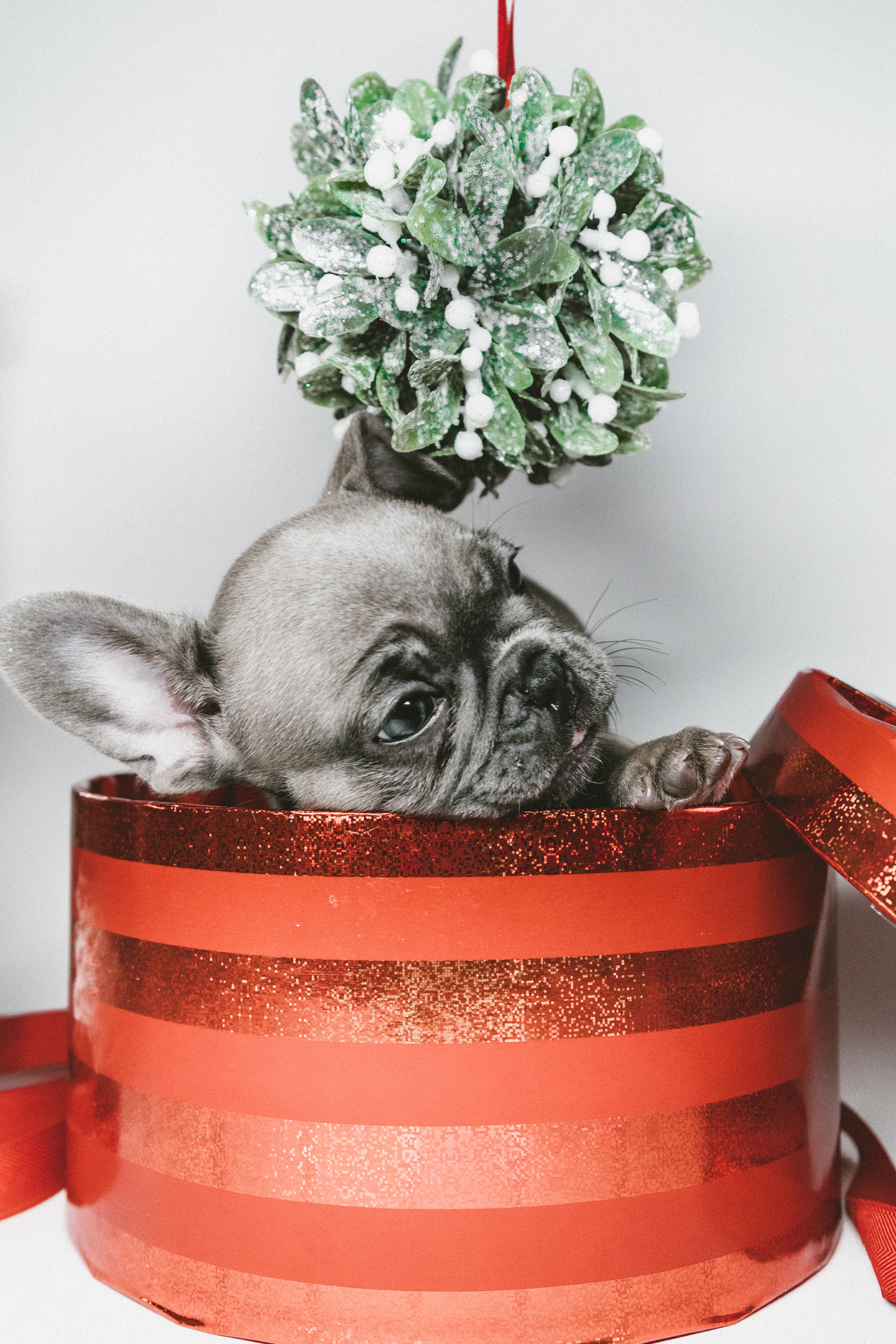 Download mobile wallpaper Box, Gift, Present, Animals, Puppy for free.