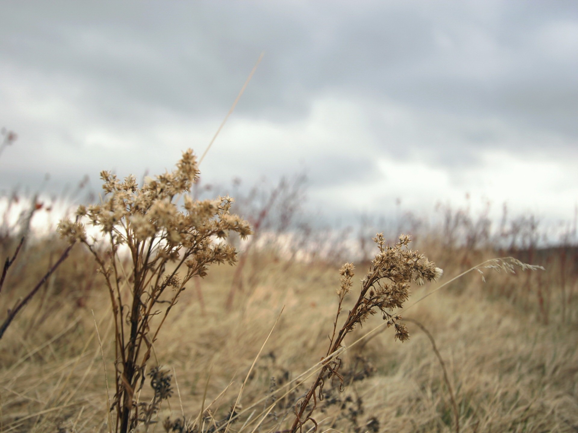 dry, autumn, nature, grass, clouds, withered, it's a sly, mainly cloudy, overcast, wind Full HD