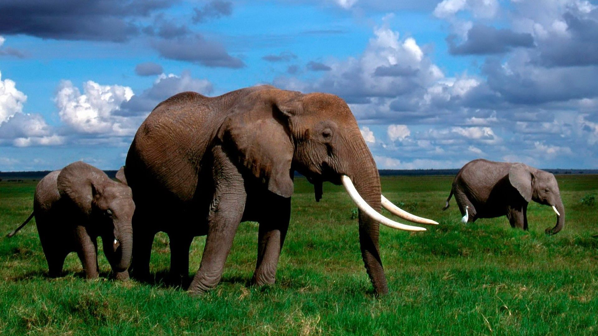 elephant, animals, grass, stroll, herd, tusks Phone Background