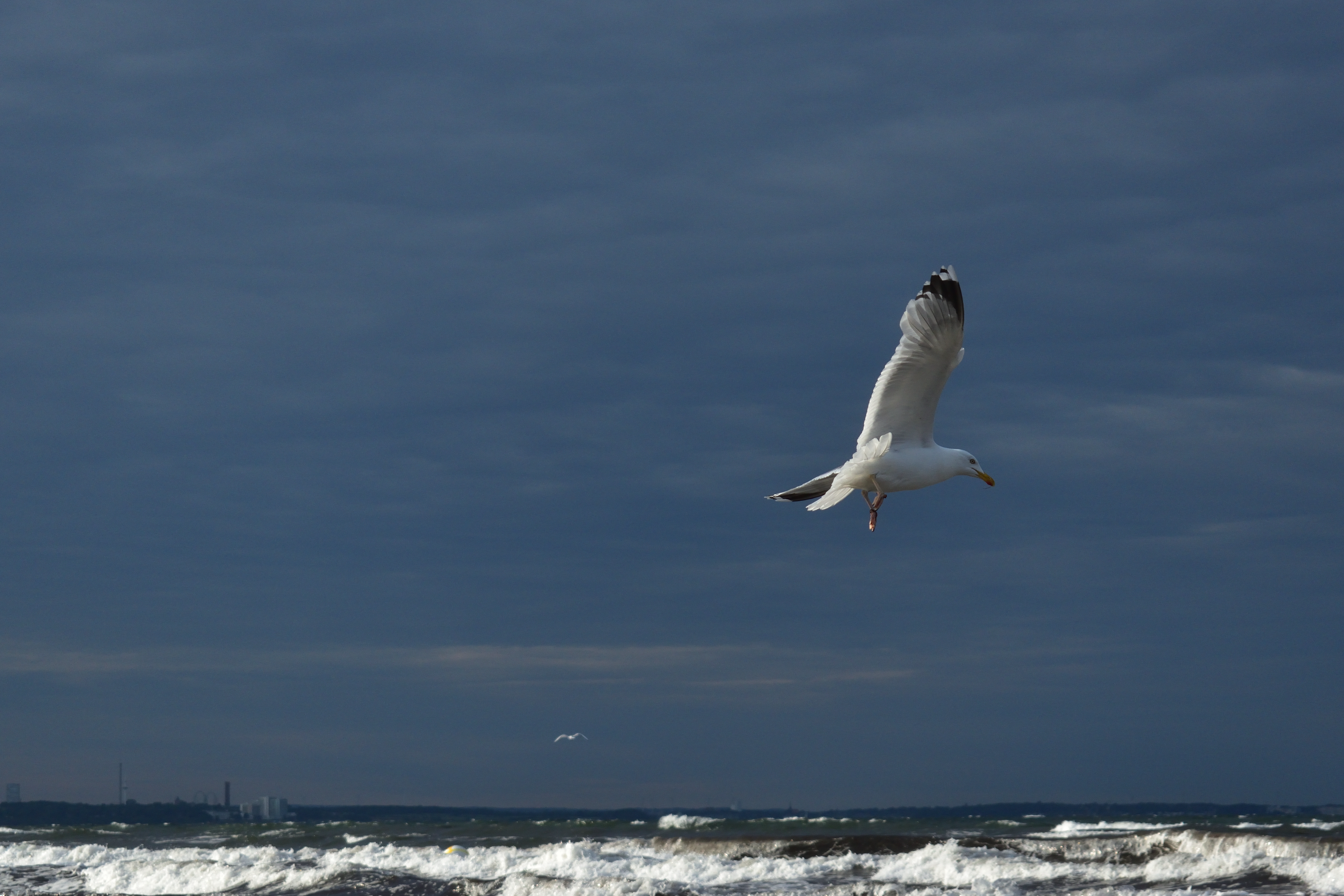 Download mobile wallpaper Gull, Seagull, Animals, Flight, Waves, Wings, Bird for free.