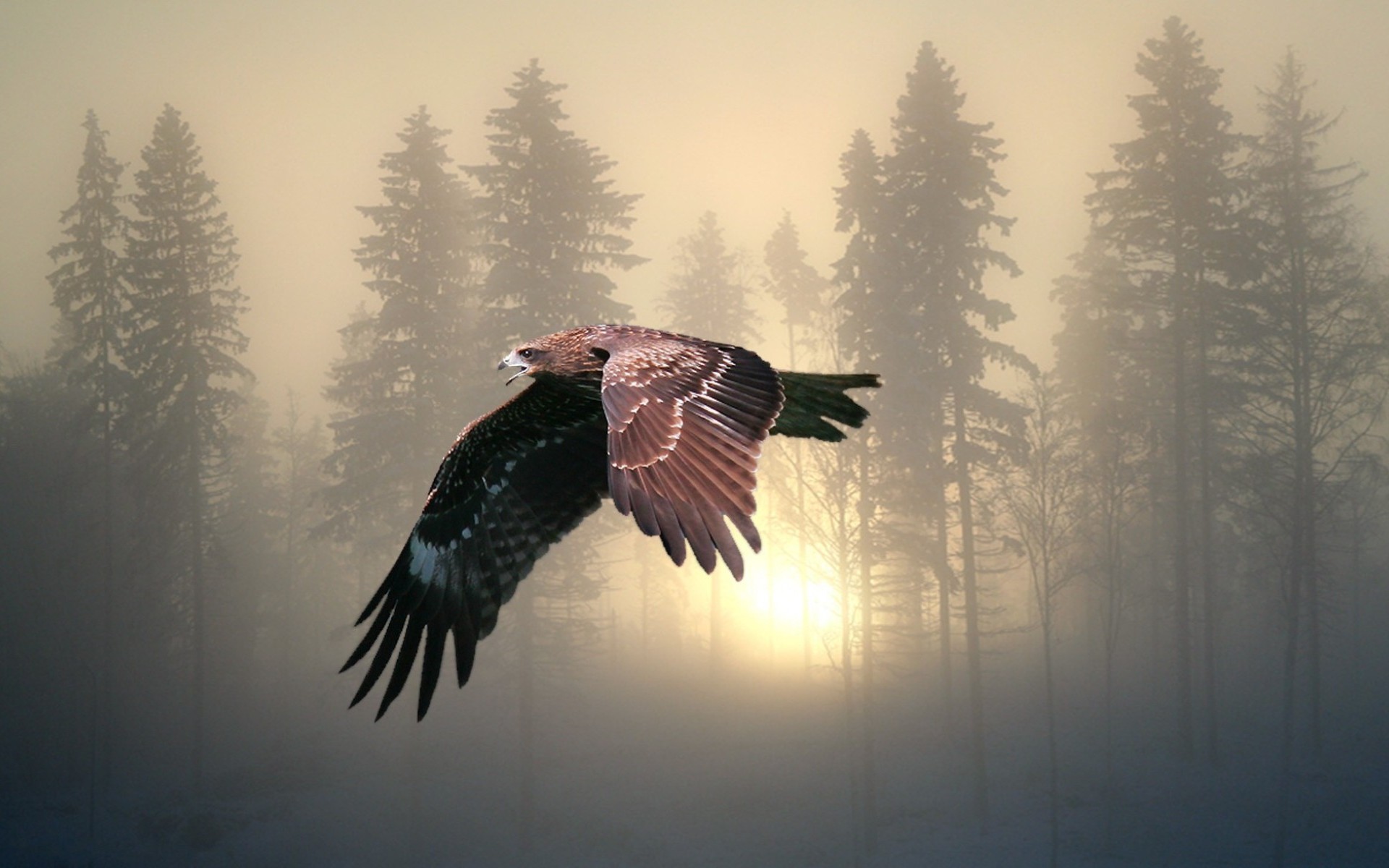 343523 免費下載壁紙 动物, 鹰, 航班, 雾, 森林, 日出, 日落, 鸟类 屏保和圖片