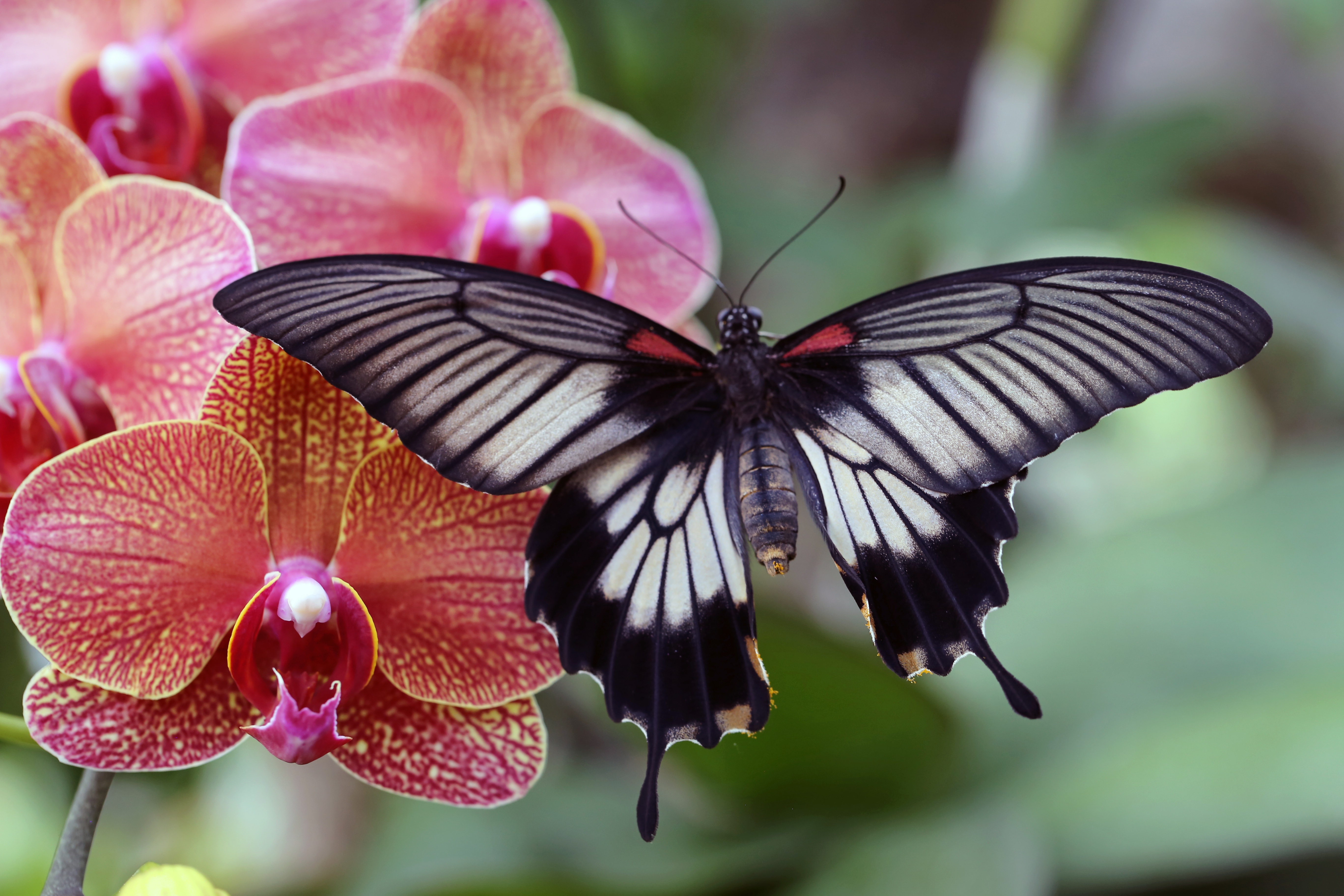 Пескара бабочка Орхидея