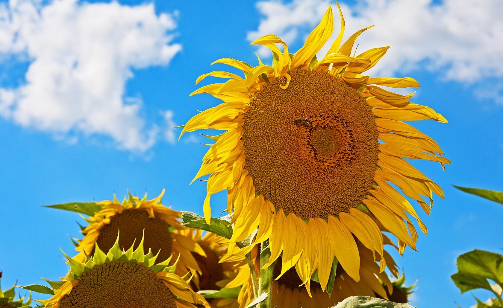 flowers, sunflowers, sky, summer, mood, hats, sunny Panoramic Wallpaper