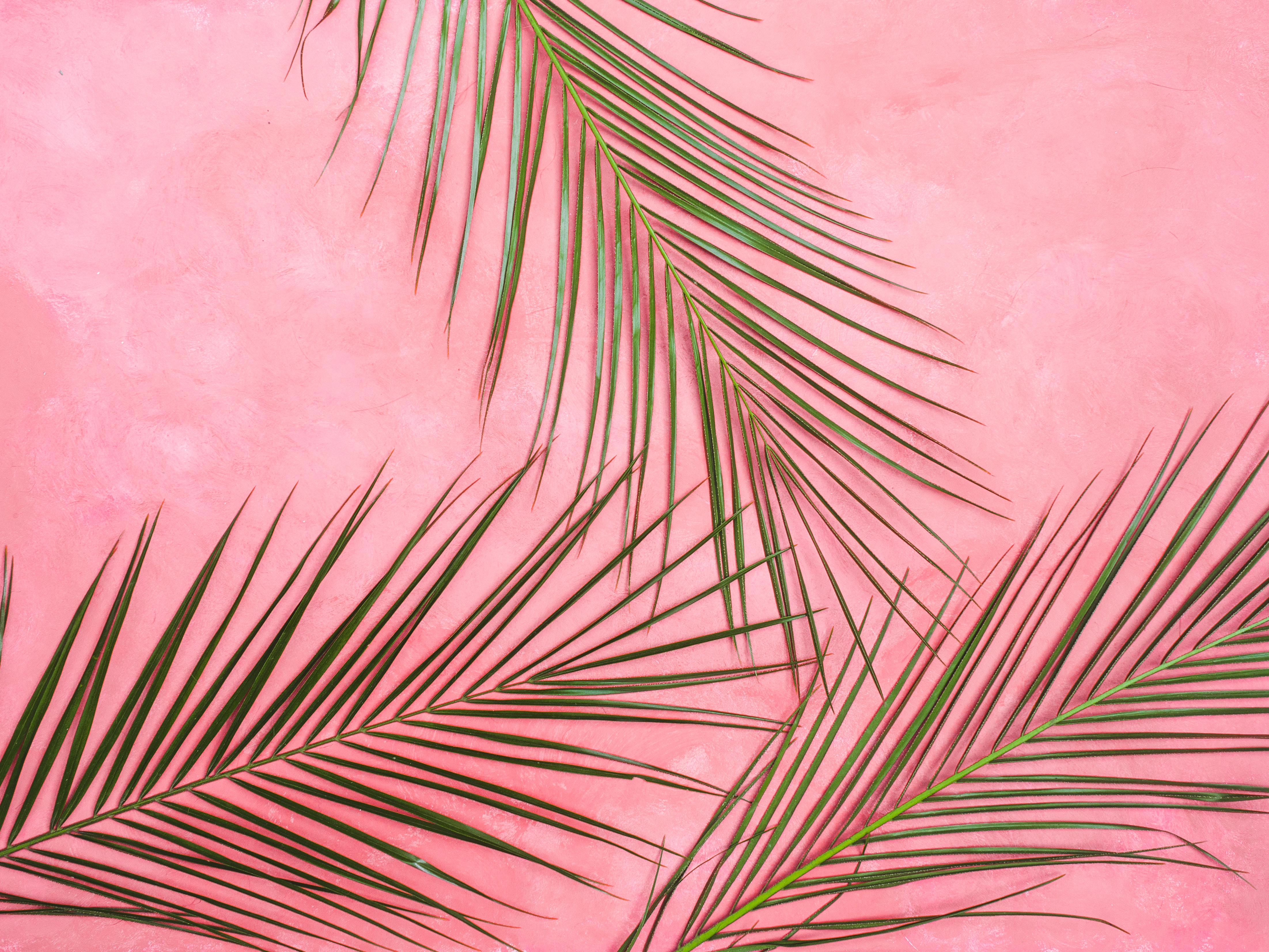 pastel, minimalism, branches, leaves, palm HD wallpaper