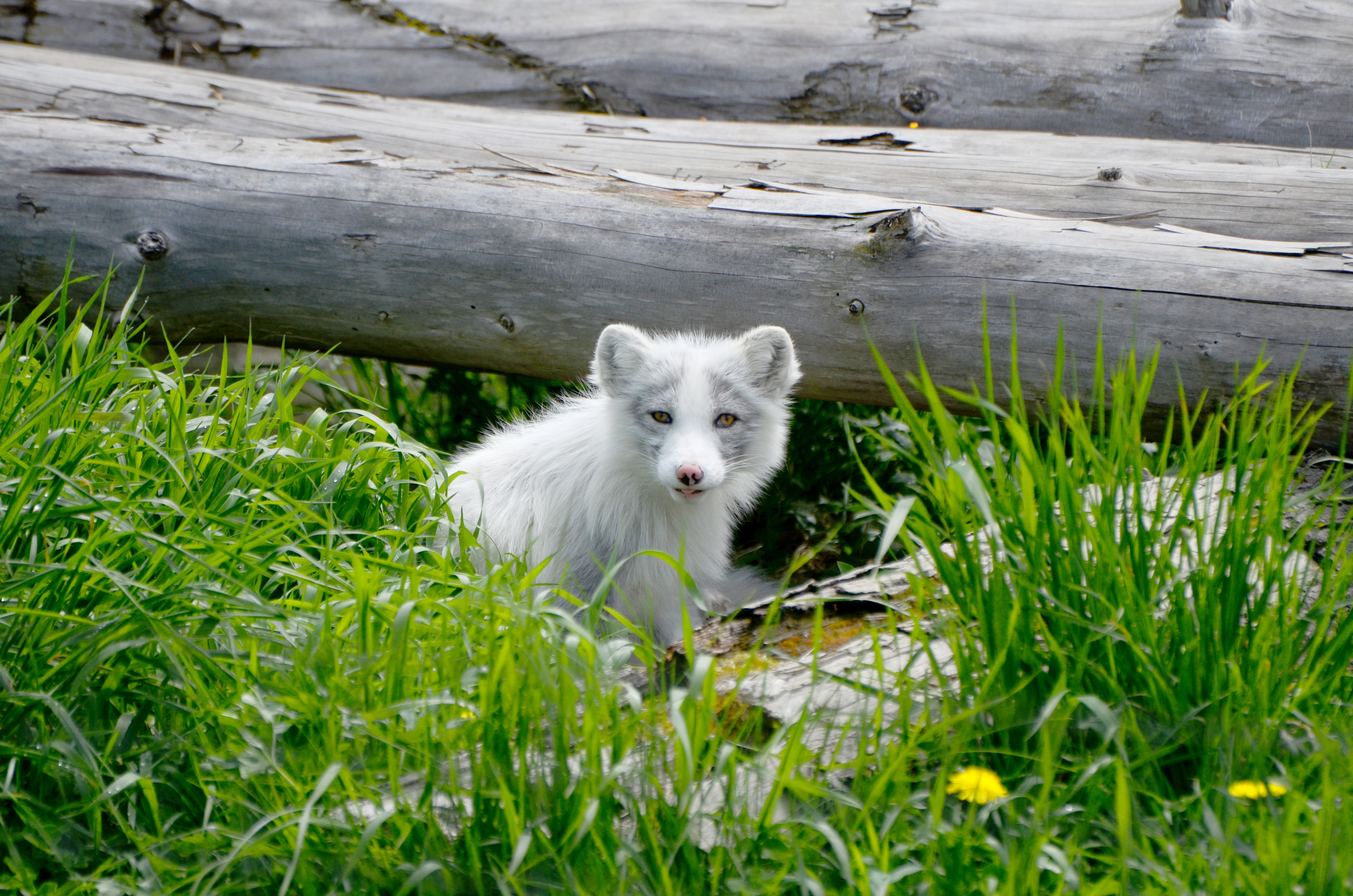 Handy-Wallpaper Polarfuchs, Hund, Ein Fuchs, Fuchs, Tiere, Arktis kostenlos herunterladen.