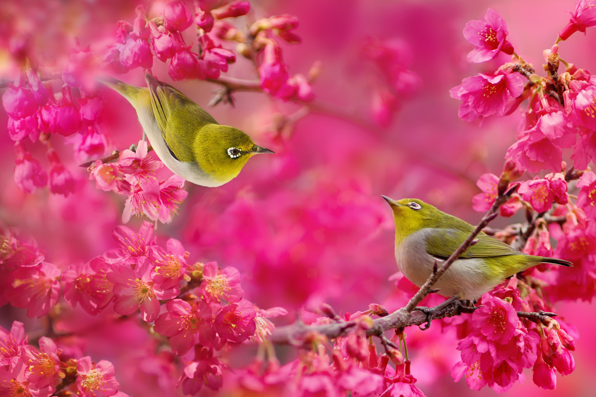 351236 免費下載壁紙 暗绿绣眼鸟, 动物, 鸟, 树枝, 自然, 粉色, 樱花, 鸟类 屏保和圖片