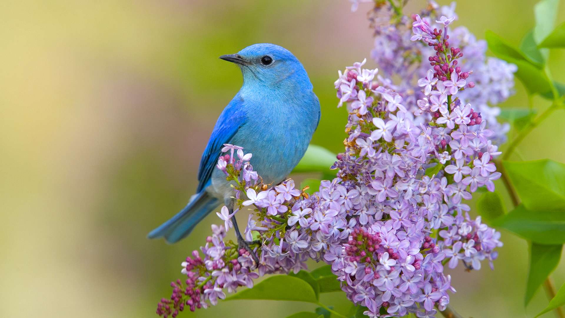 290912 télécharger le fond d'écran oiseau bleu, oiseau, merlebleu azuré, animaux, fleur, des oiseaux - économiseurs d'écran et images gratuitement