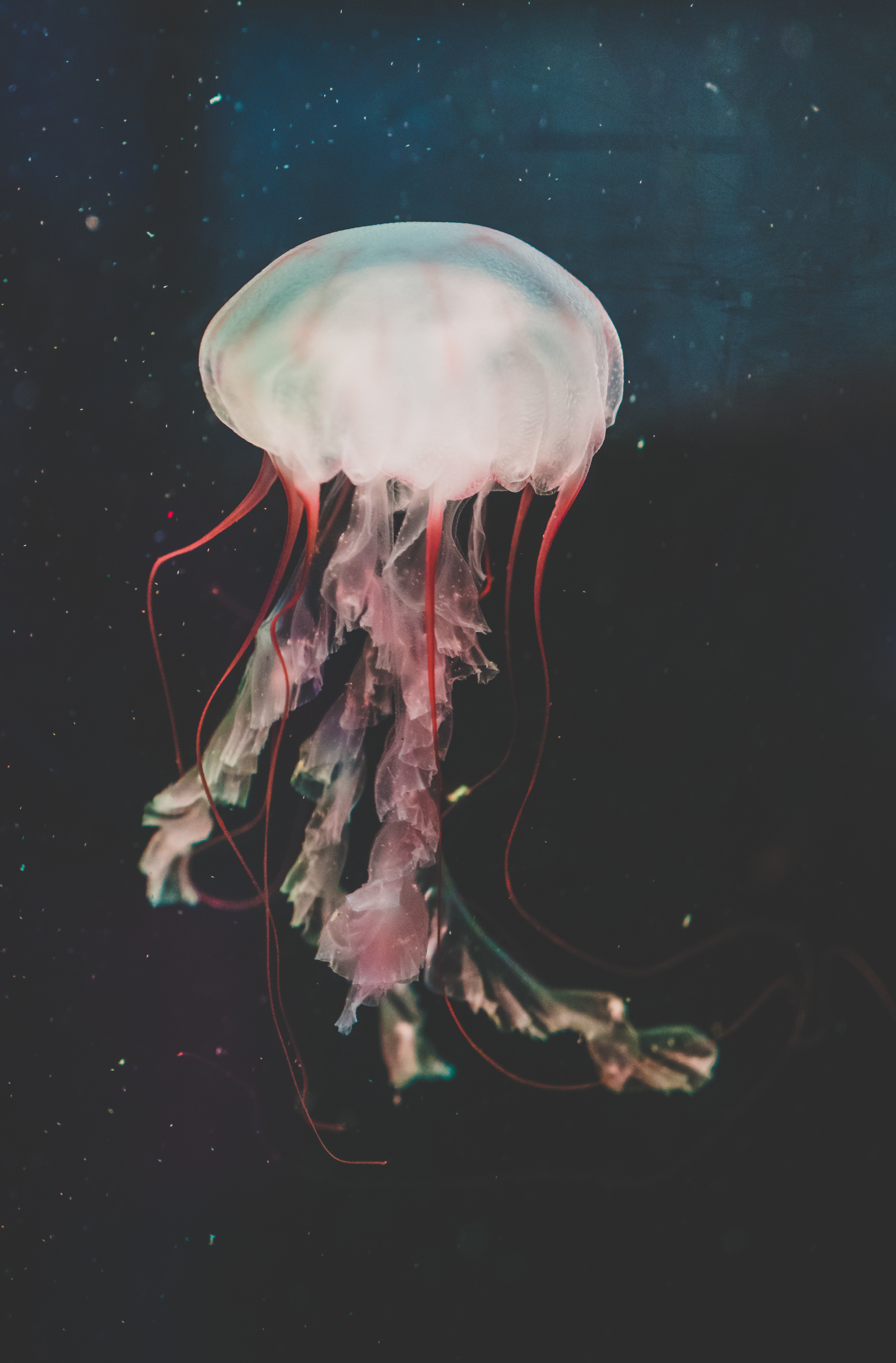 Free download wallpaper Animals, Water, Swimming, Tentacles, Jellyfish, Underwater World on your PC desktop