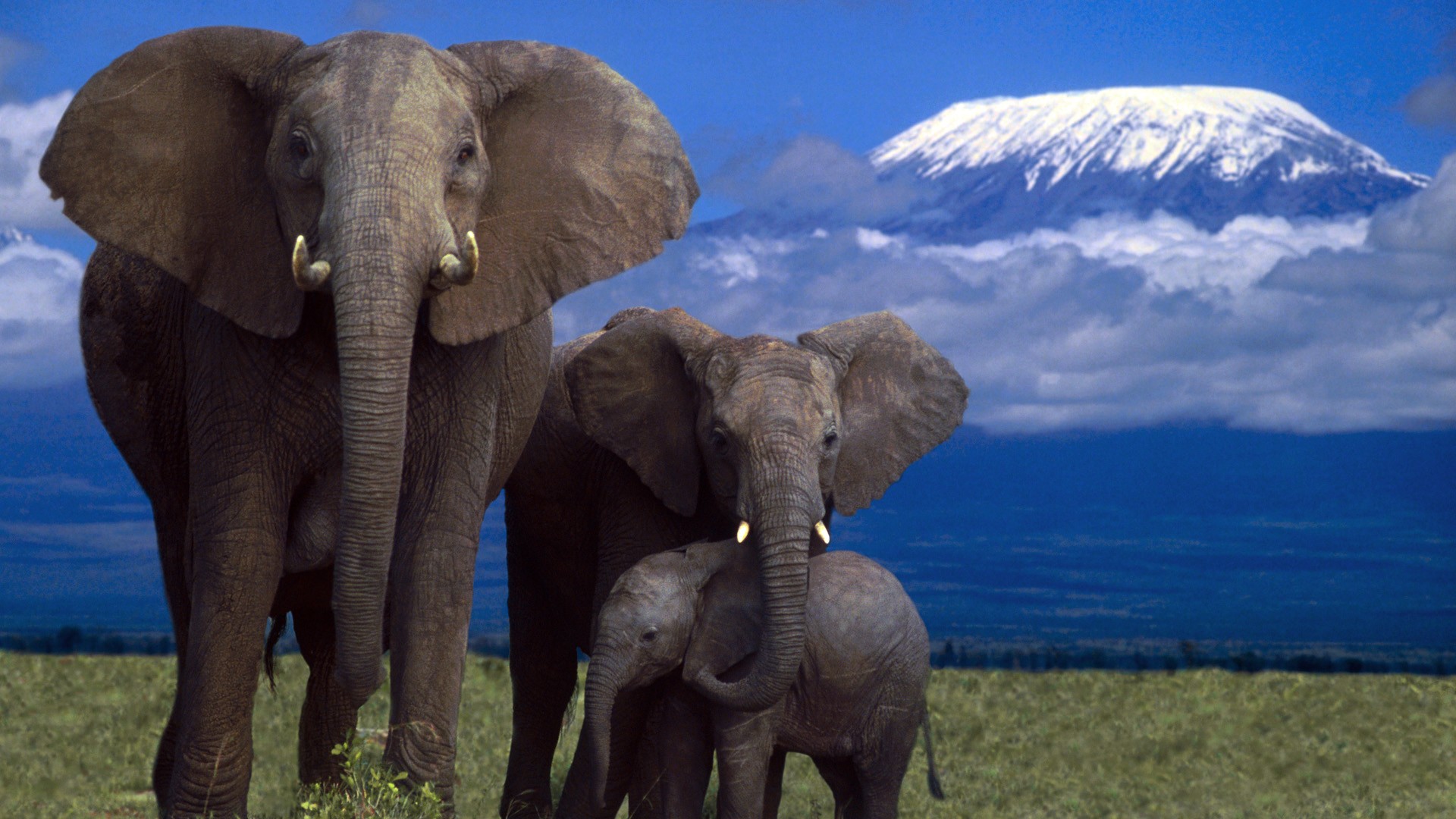 Слоны в природе