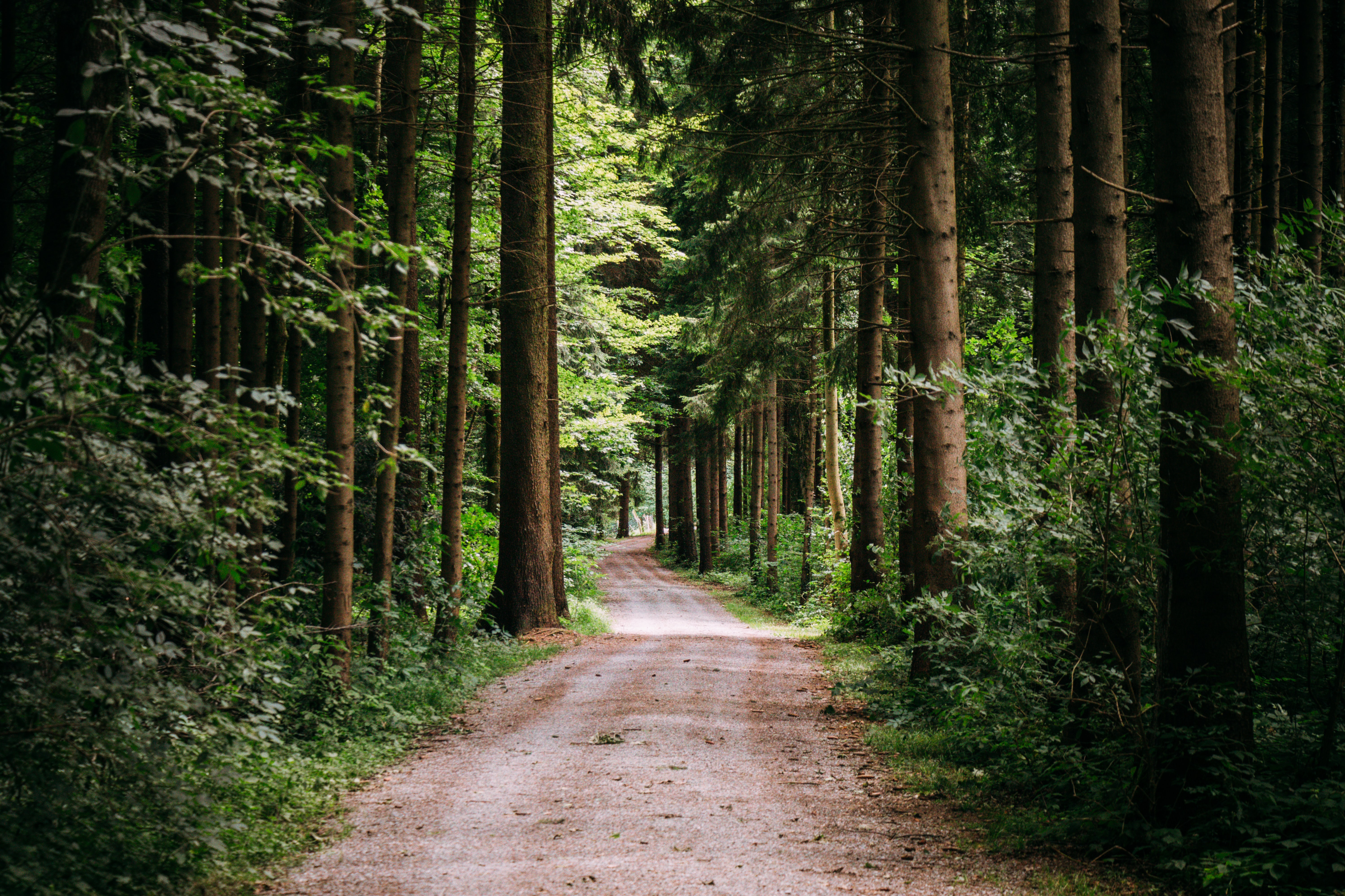 path, nature, forest, trees, road phone wallpaper