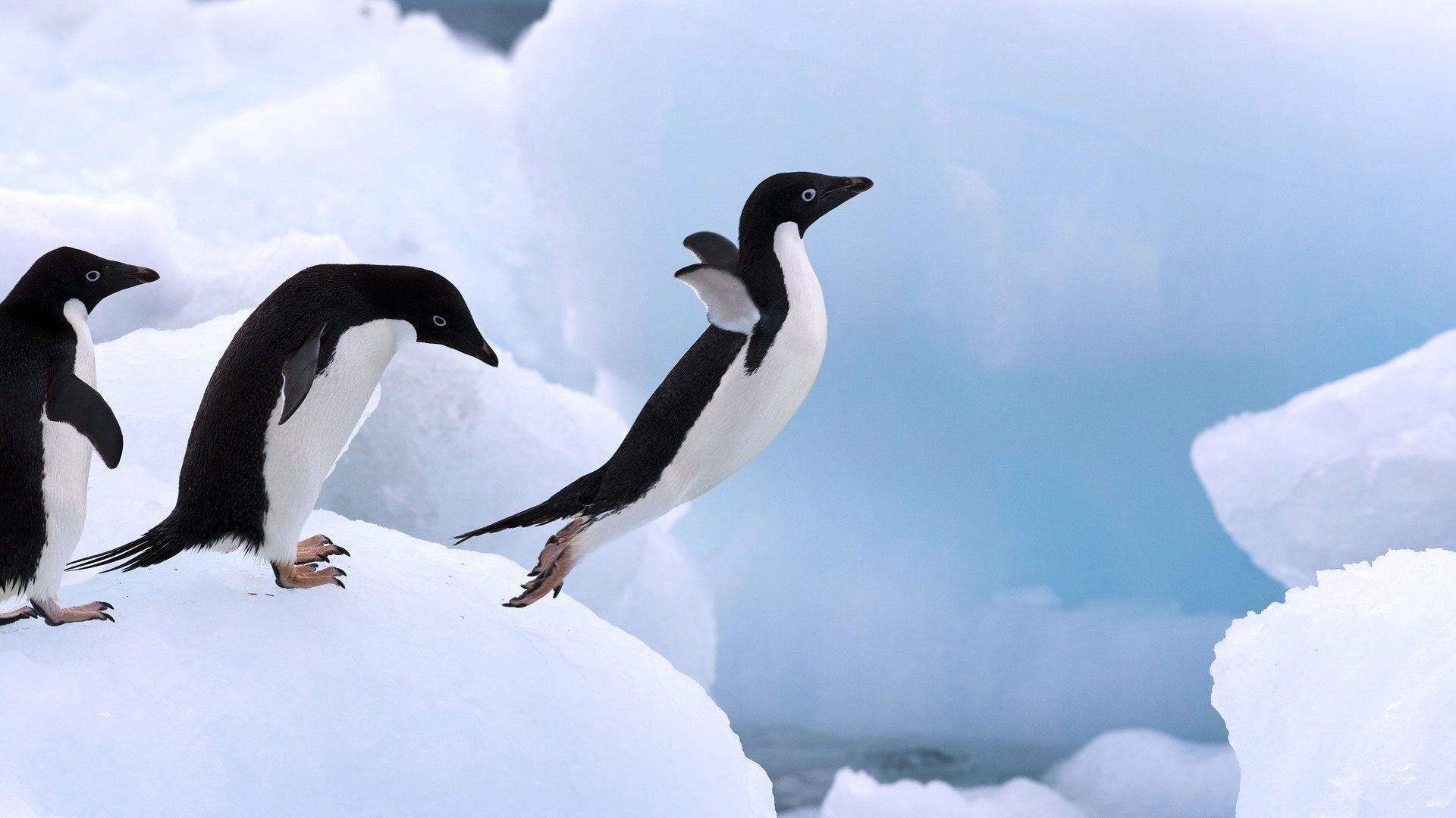 animals, snow, wings, jump, bounce, paws, penguin HD wallpaper