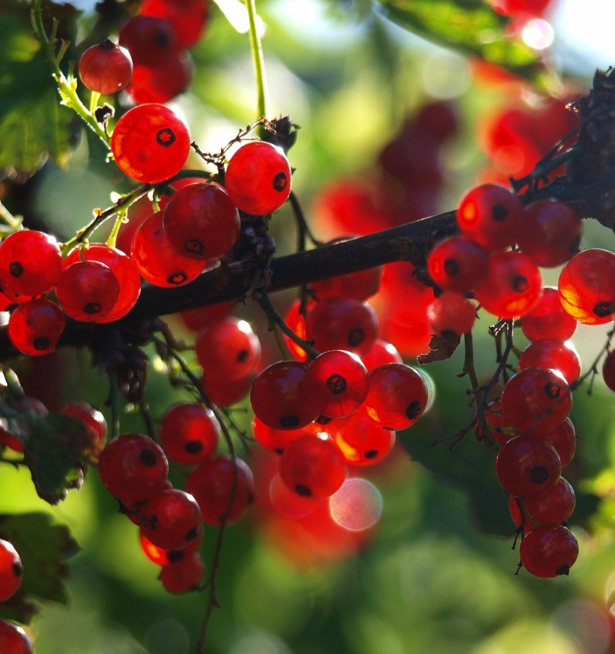 Download mobile wallpaper Plants, Currant, Fruits for free.