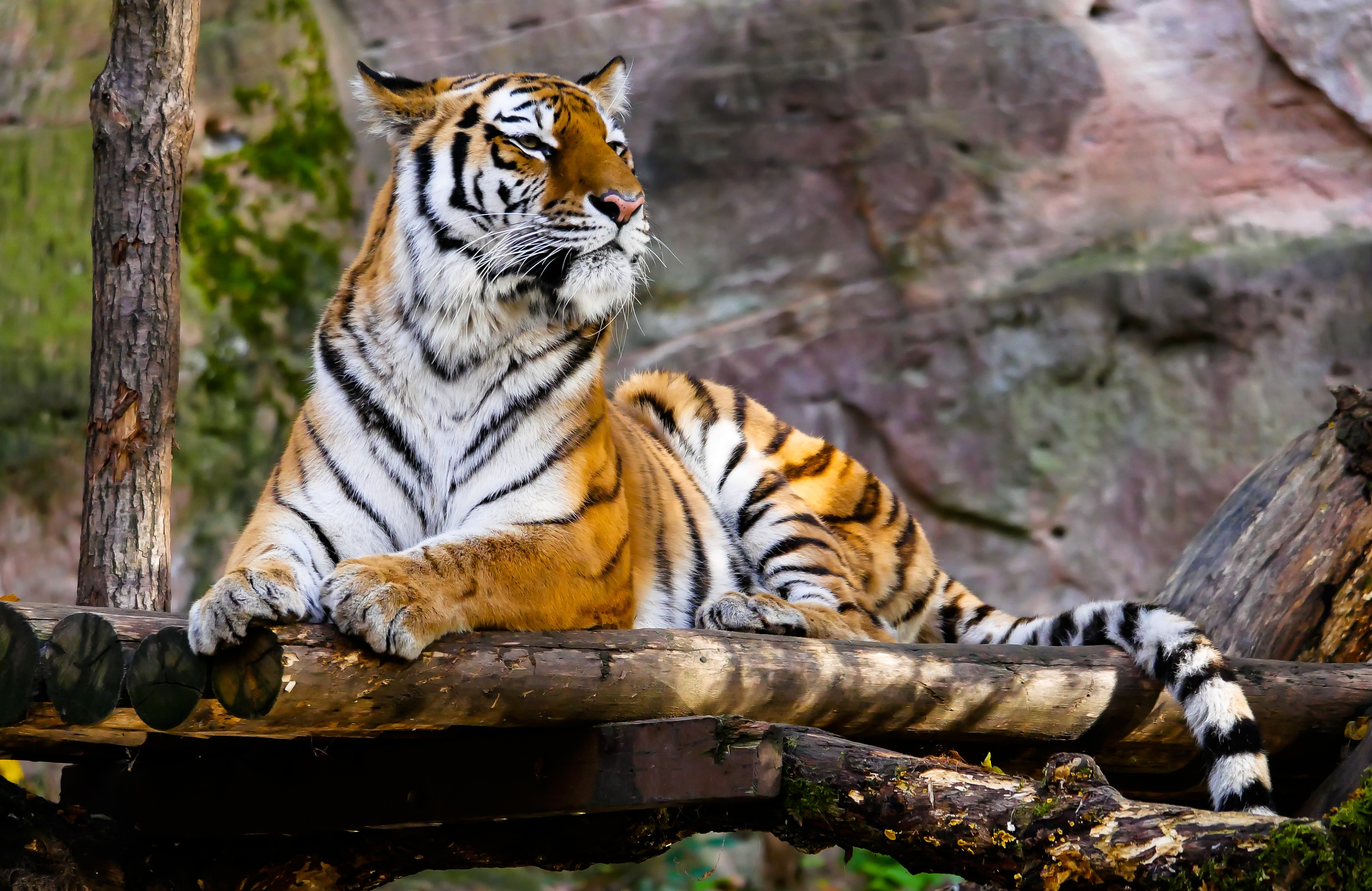 396826 Bild herunterladen tiere, tiger, zoo, katzen - Hintergrundbilder und Bildschirmschoner kostenlos