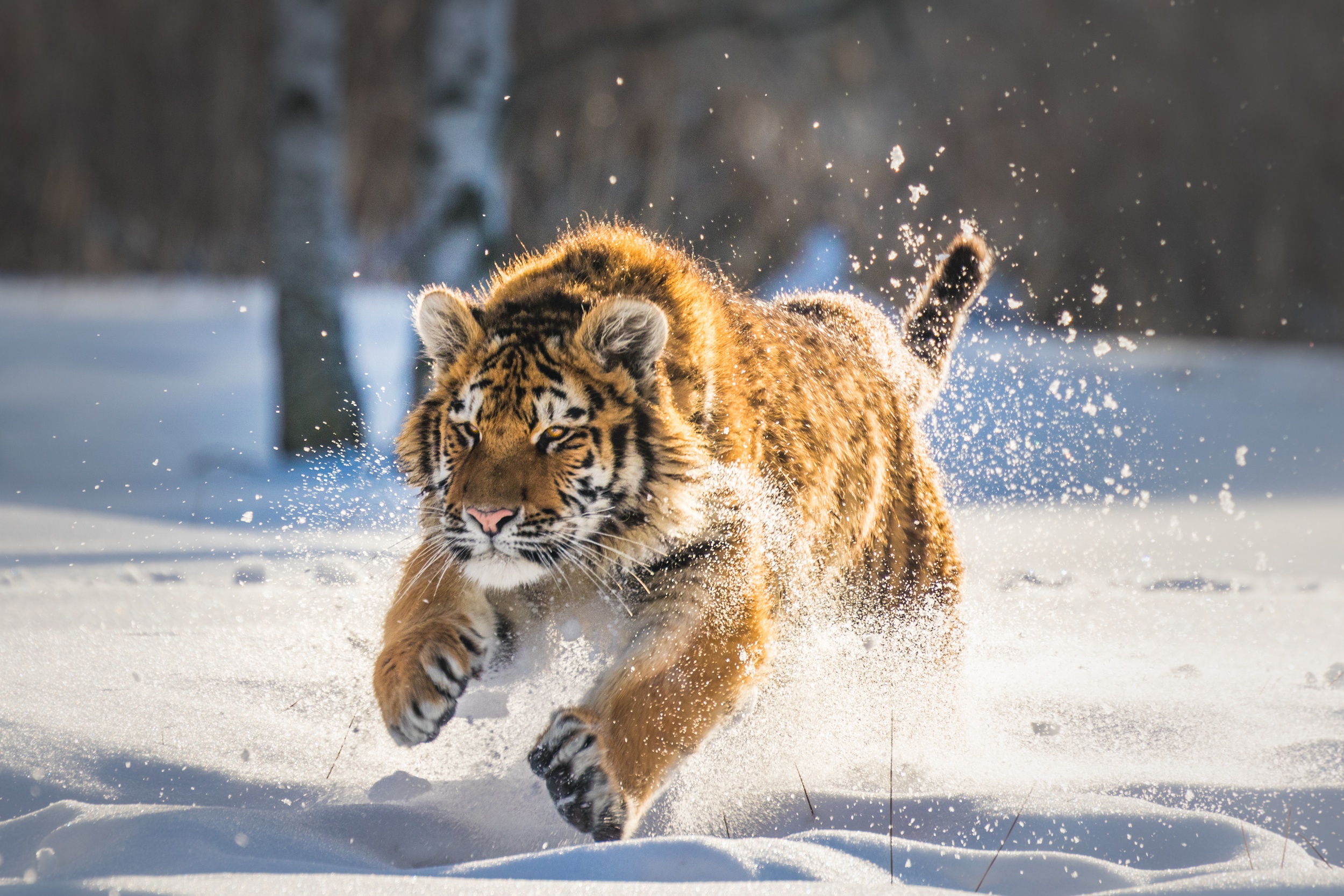 Амурский тигр в прыжке