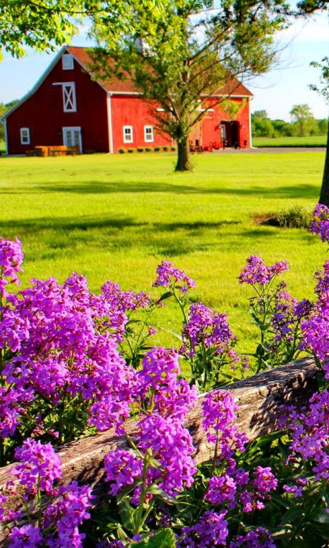 flower, barn, earth, lilac, fence, pink flower, bush, field, countryside, country, flowers for android