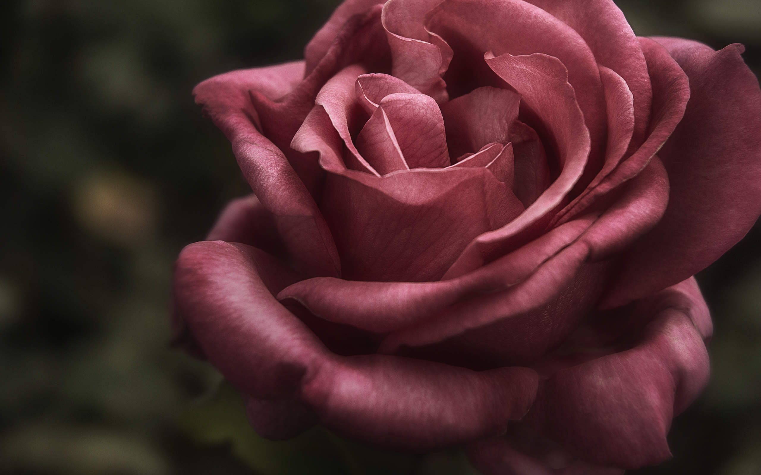 Цветы пыльная роза