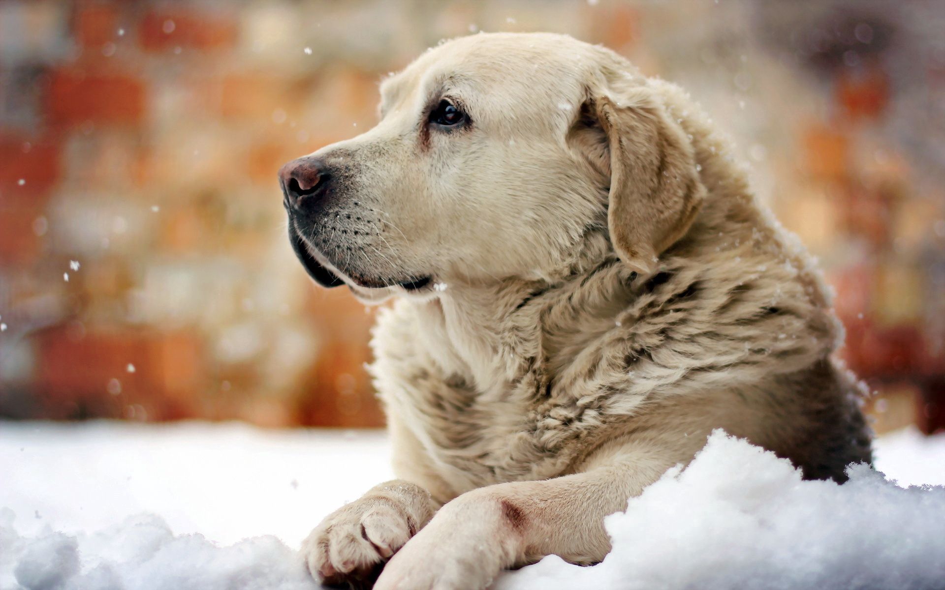 87668 télécharger le fond d'écran animaux, neige, chien, vue, opinion, ami, un ami - économiseurs d'écran et images gratuitement