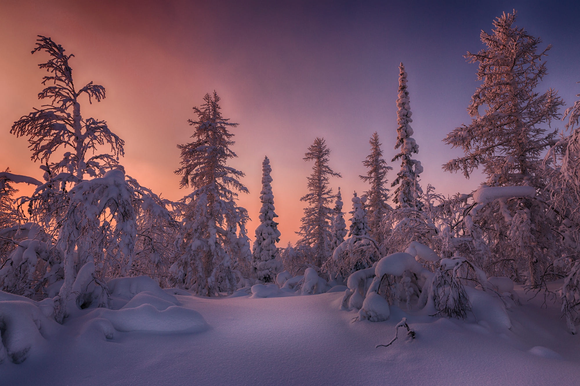 Download mobile wallpaper Winter, Sunset, Sky, Snow, Forest, Earth, Spruce for free.