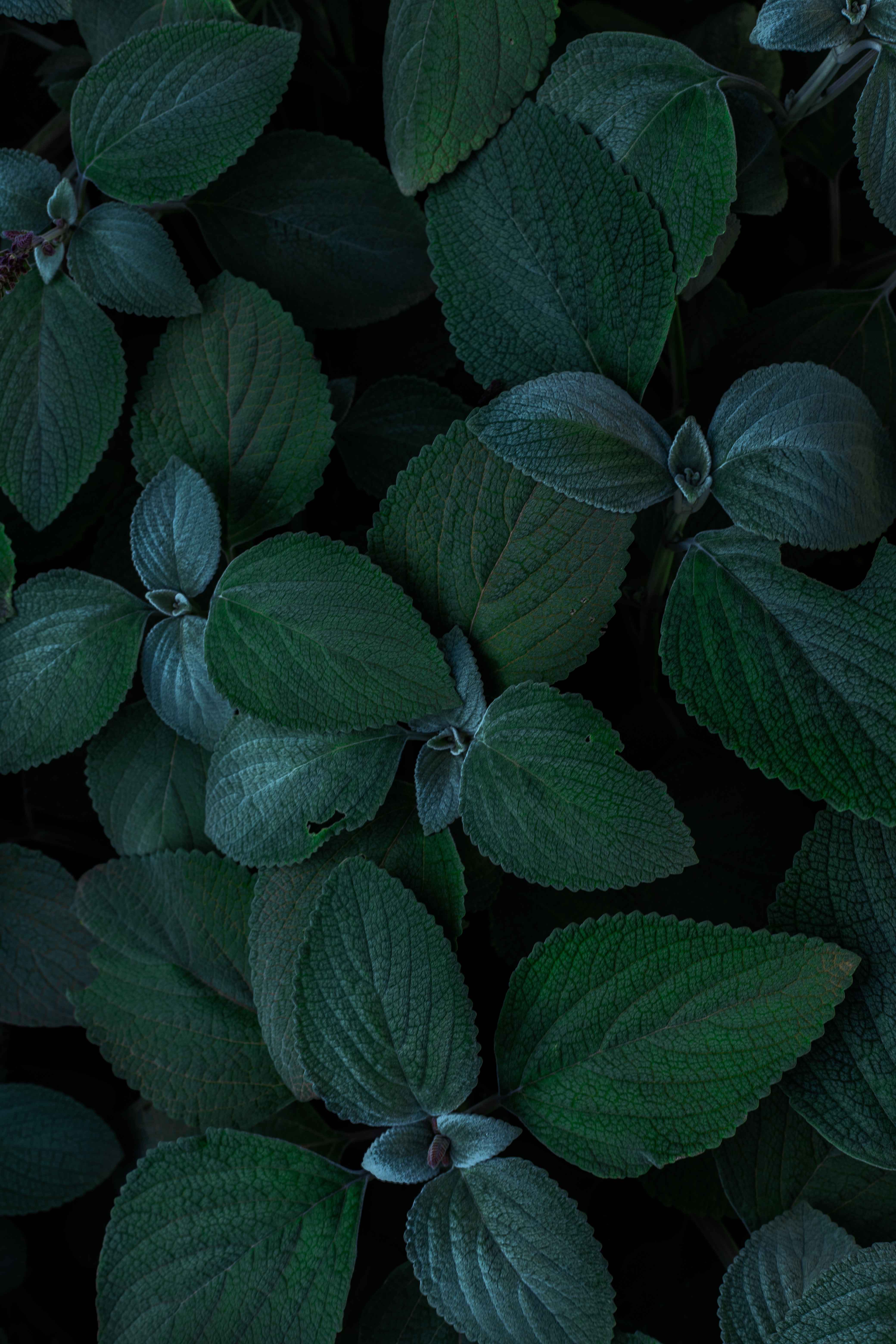 plants, leaves, green, macro, close up 32K