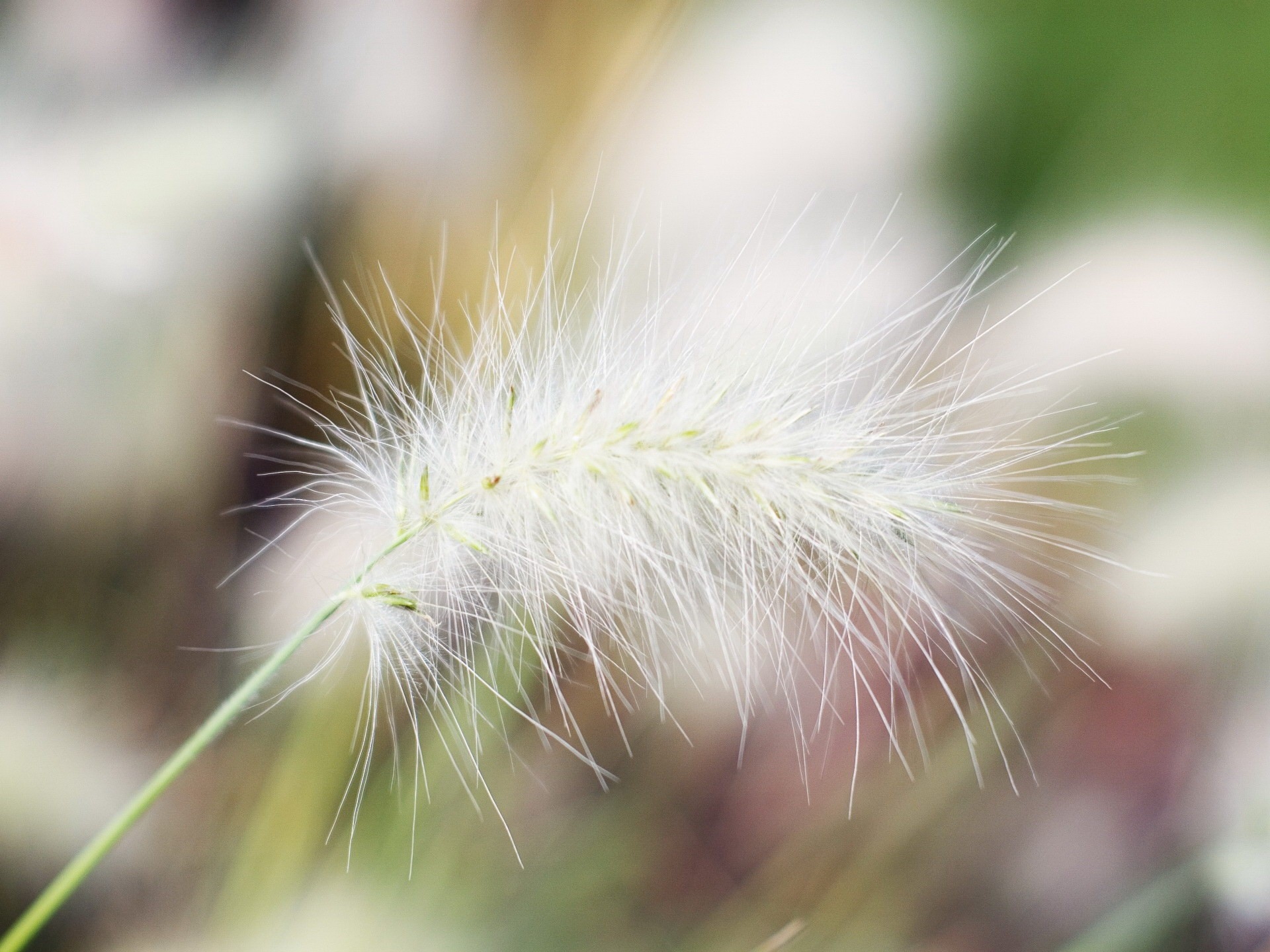 Download mobile wallpaper Hairs, Nature, Branch, Fluff, Fuzz for free.