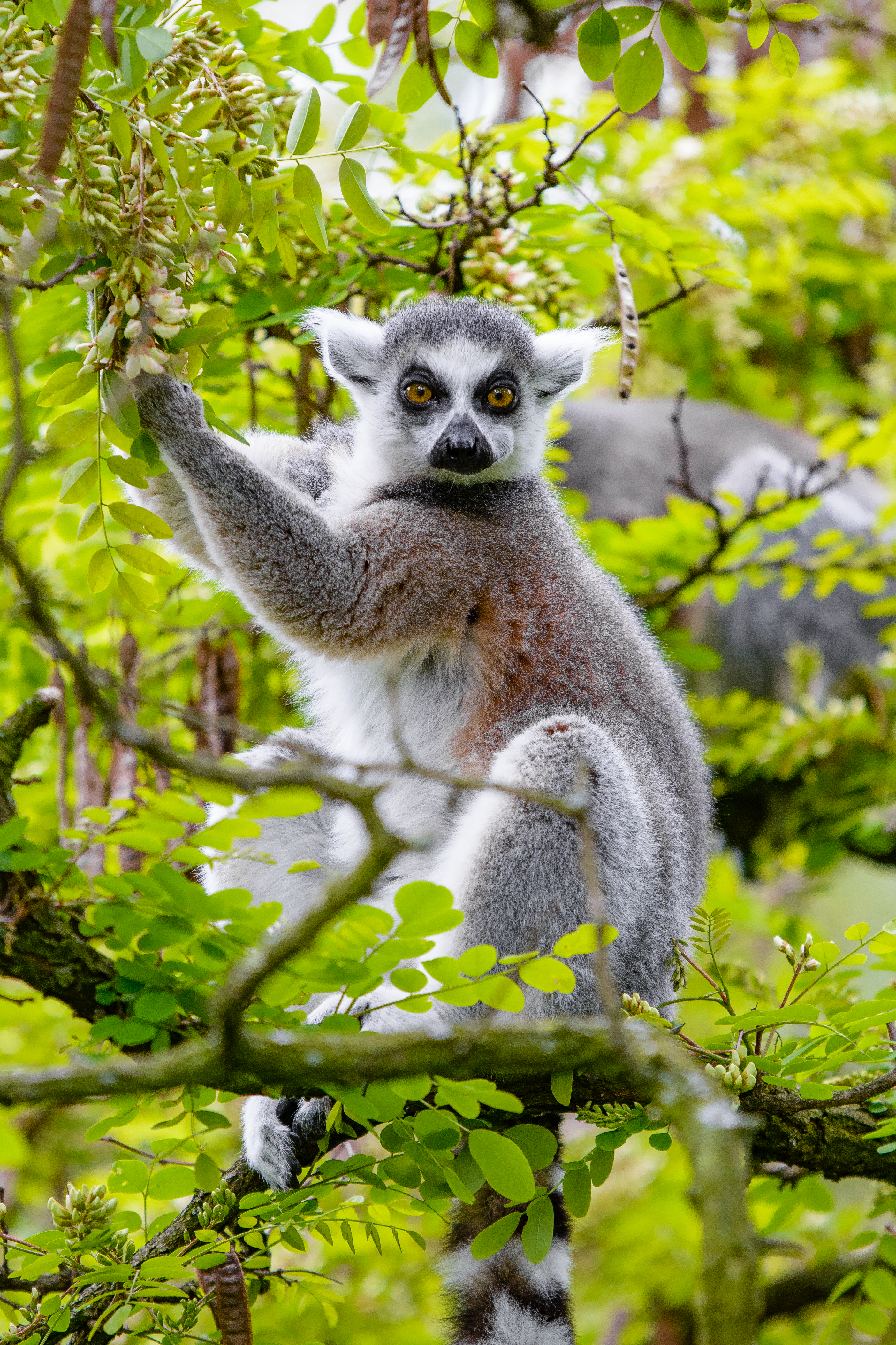 Download mobile wallpaper Branches, Lemur, Tree, Wood, Animal, Animals, Wildlife for free.