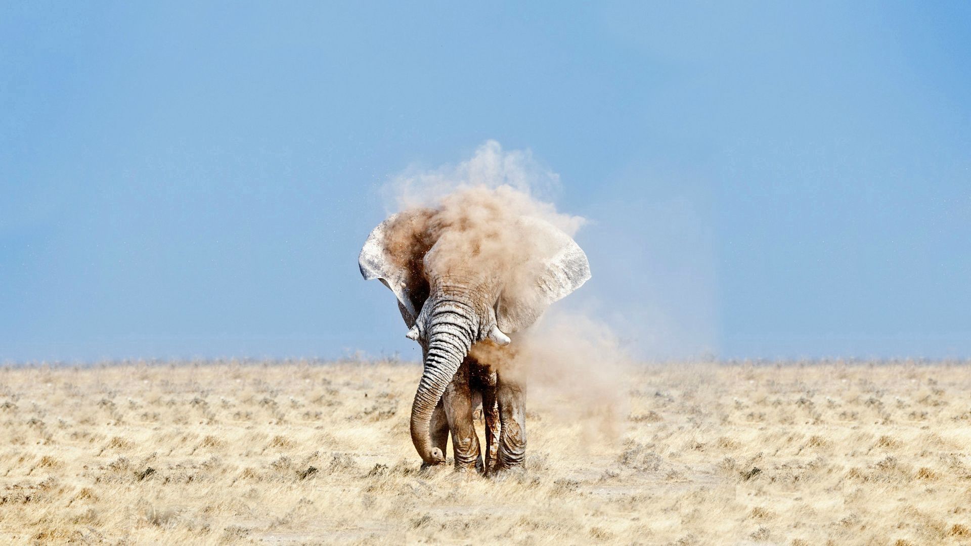 elephant, animals, sky, sand, dust