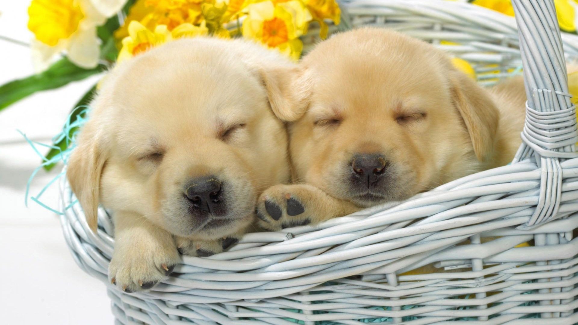 Download mobile wallpaper Dogs, Close Up, Animal, Puppy, Basket, Golden Retriever, Cute for free.