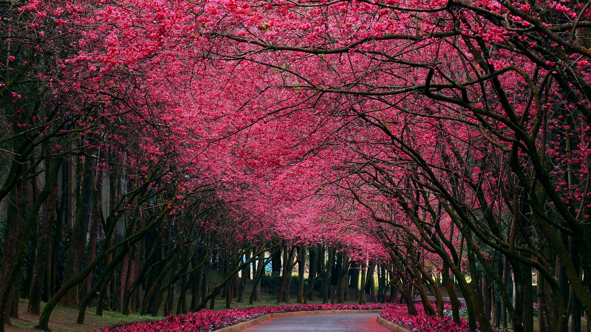 New Lock Screen Wallpapers landscape, trees, streets, red