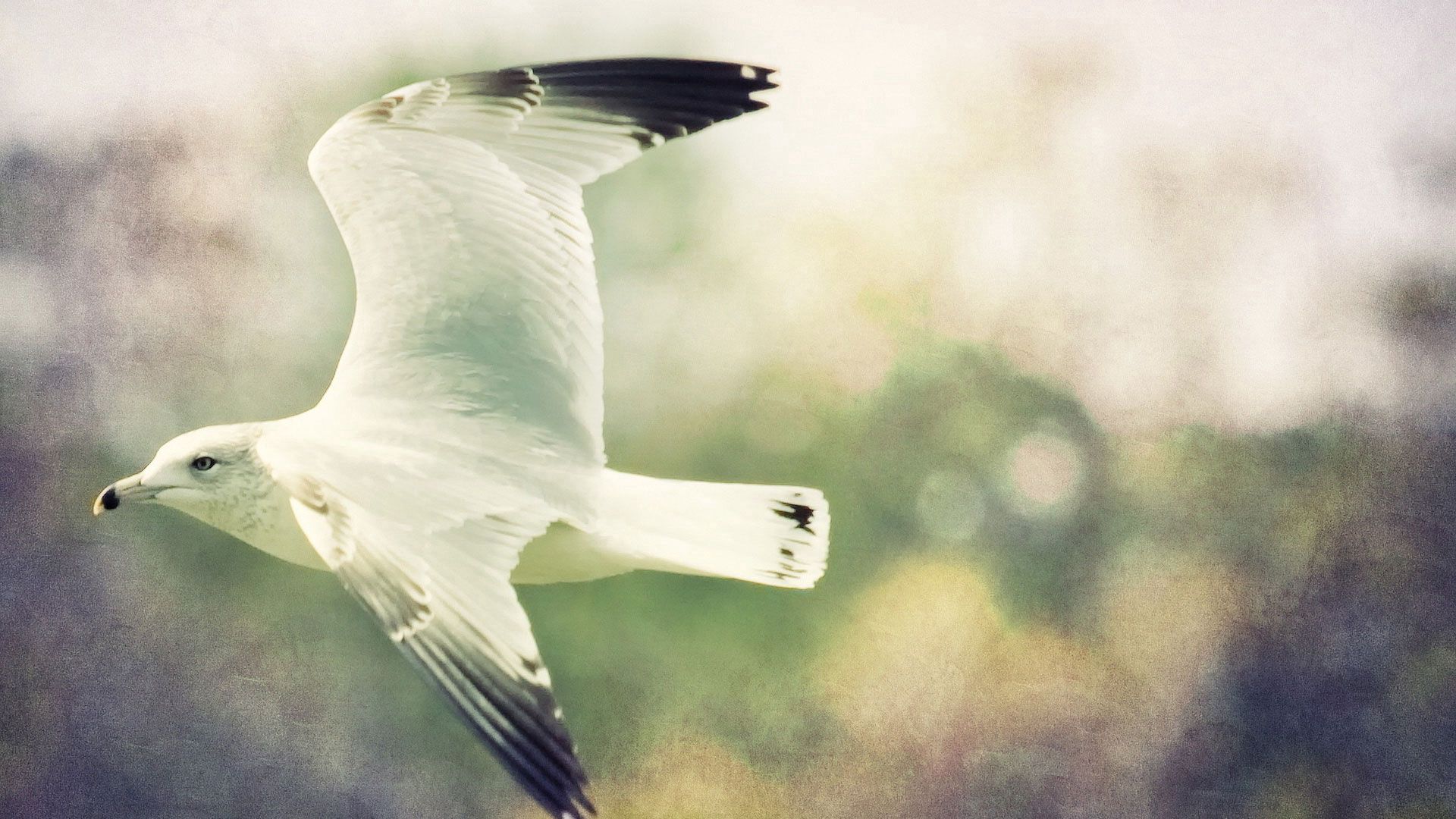 Free download wallpaper Gull, Blurred Background, Animals, Bird, Flight, Wings, Seagull on your PC desktop