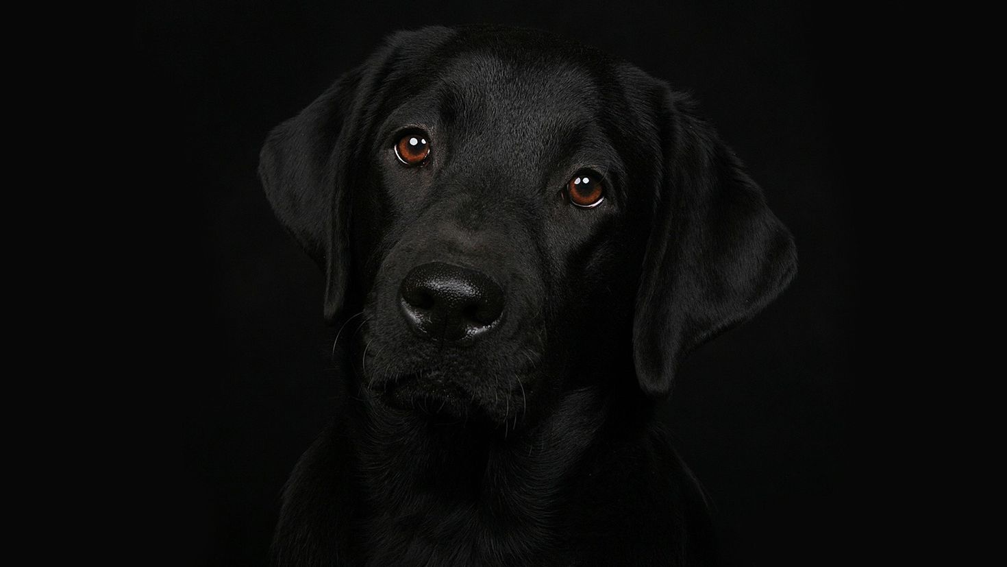 Черная собака год. Лабрадор. Лабрадор черный. Собака на темном фоне. Заставка на рабочий стол собаки.
