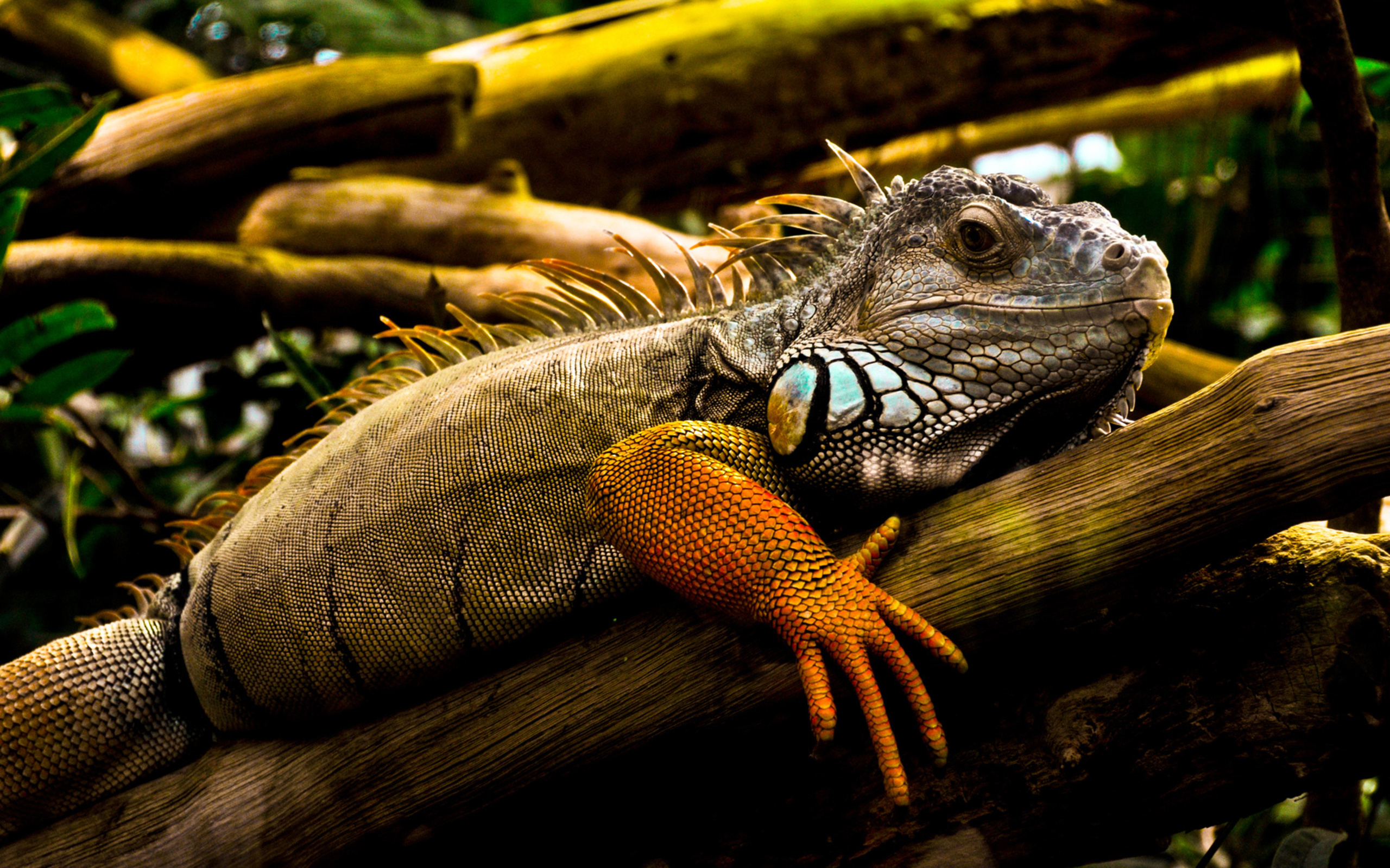 264305 descargar imagen animales, iguana, reptiles: fondos de pantalla y protectores de pantalla gratis