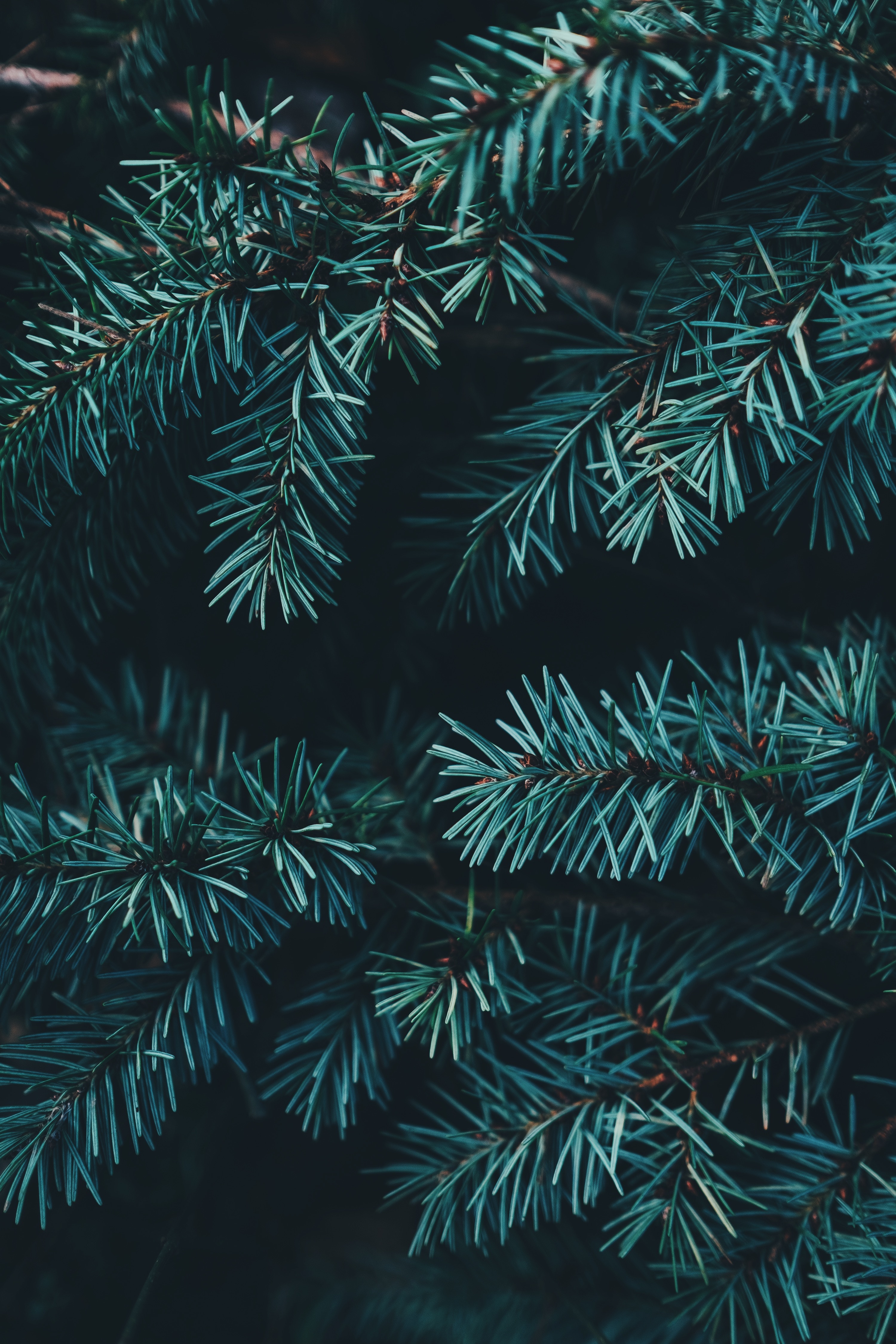 forest, nature, needle, branches, spruce, fir 2160p