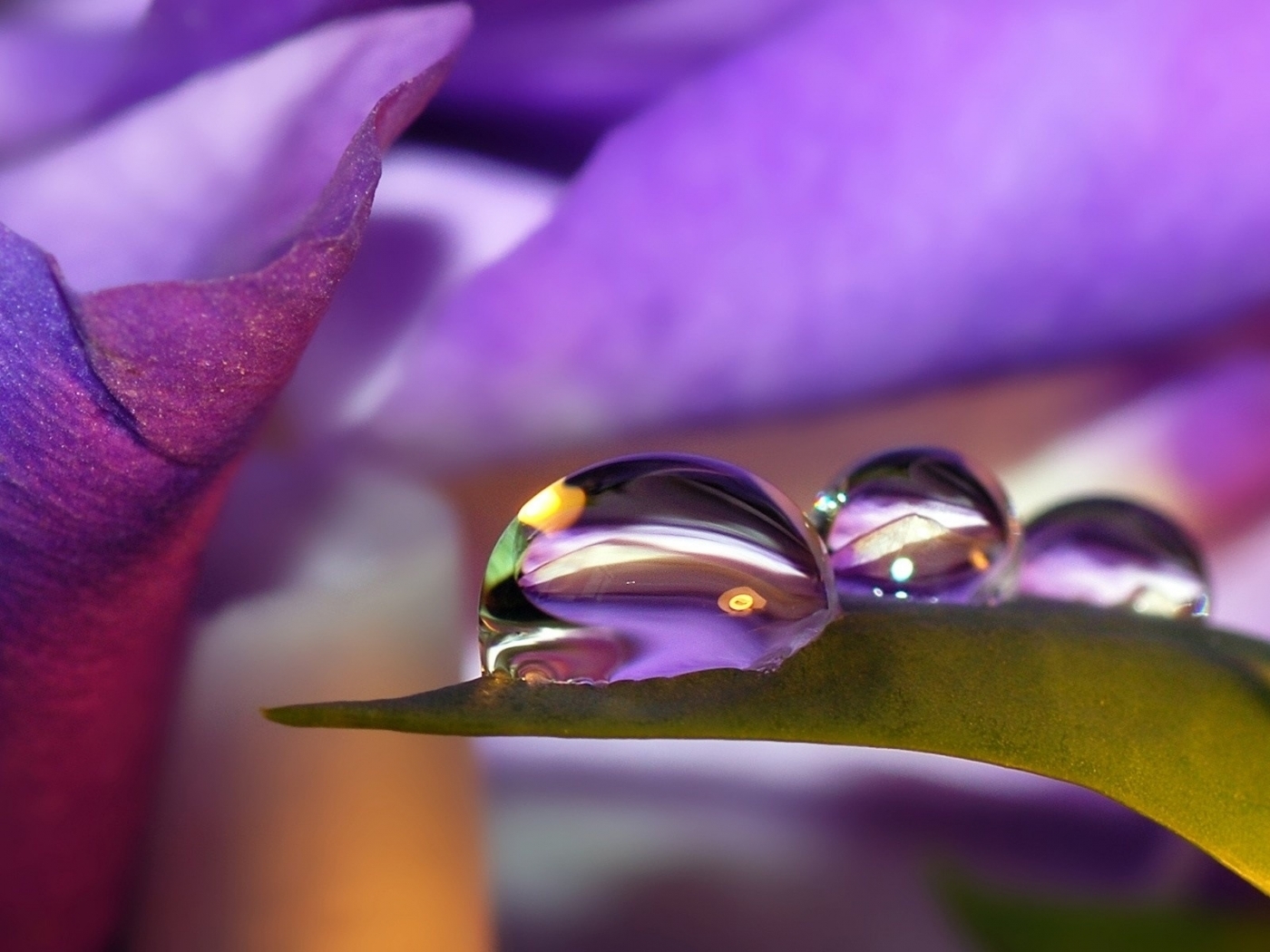 drops, plants, flowers, background, violet