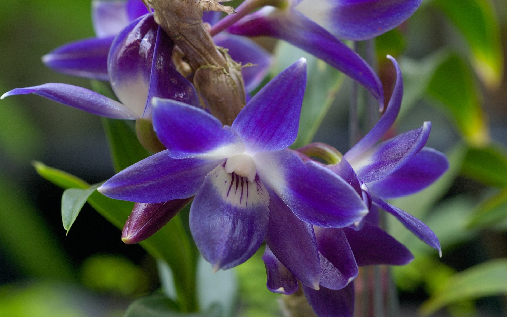 Цветок Из Рода Орхидей