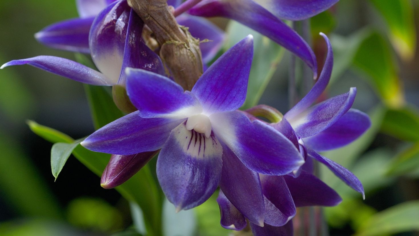 разновидность орхидей фото и название дендробиум