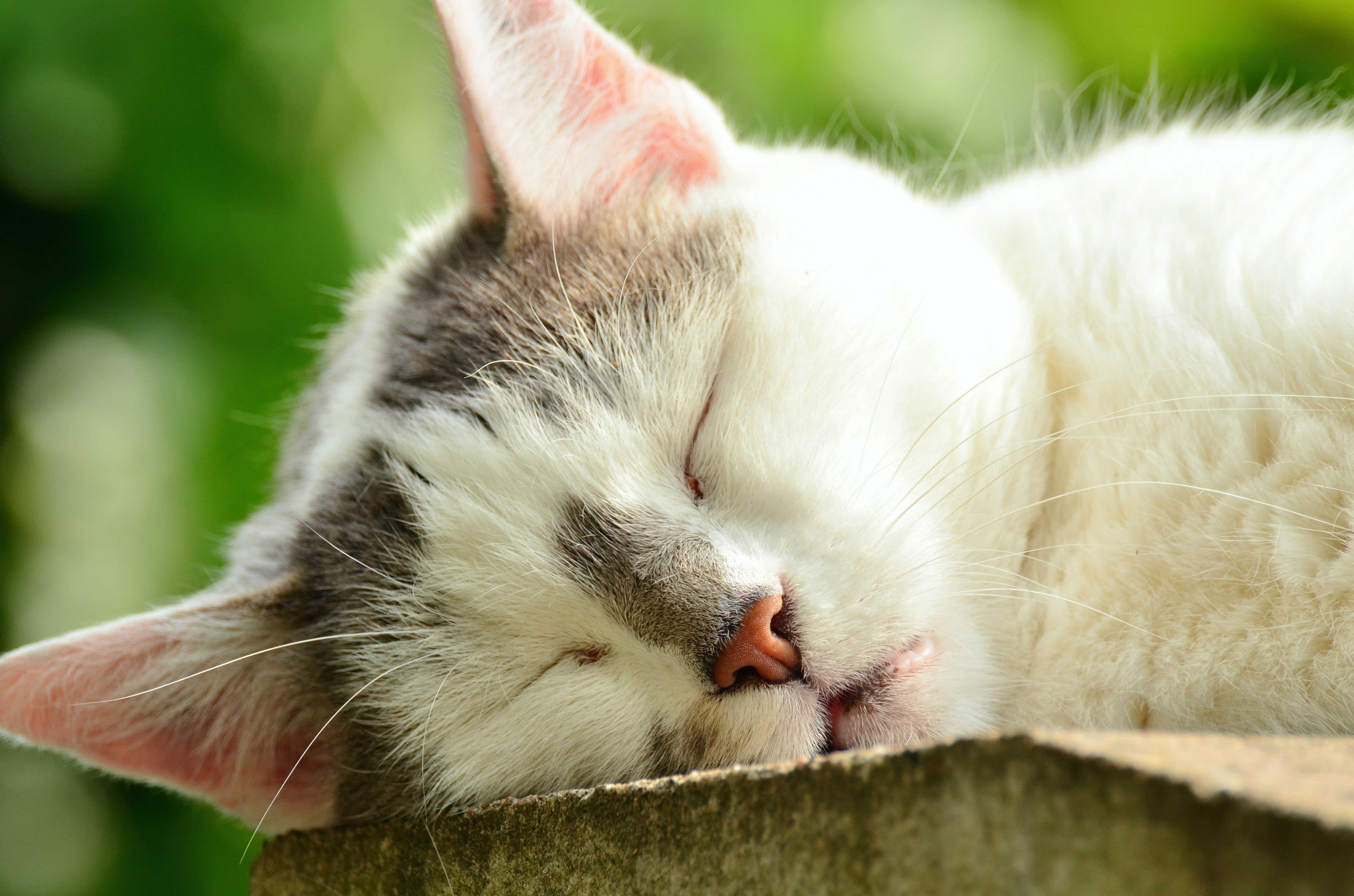animals, cat, muzzle, asleep, sleeps cellphone